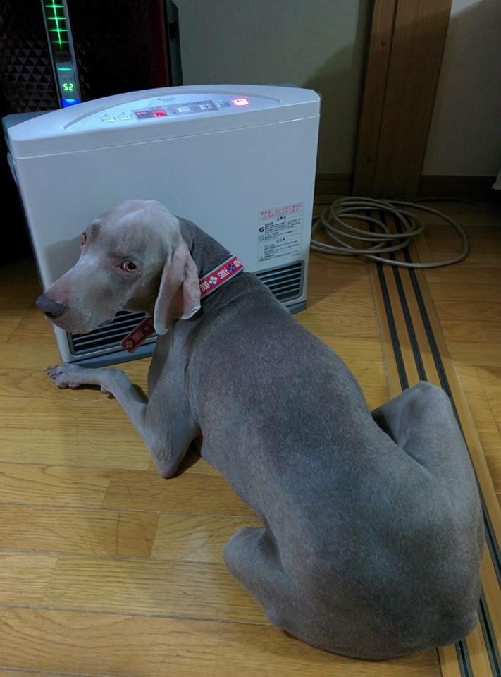 Here in Japan we don't have central heating or good insulation, so even