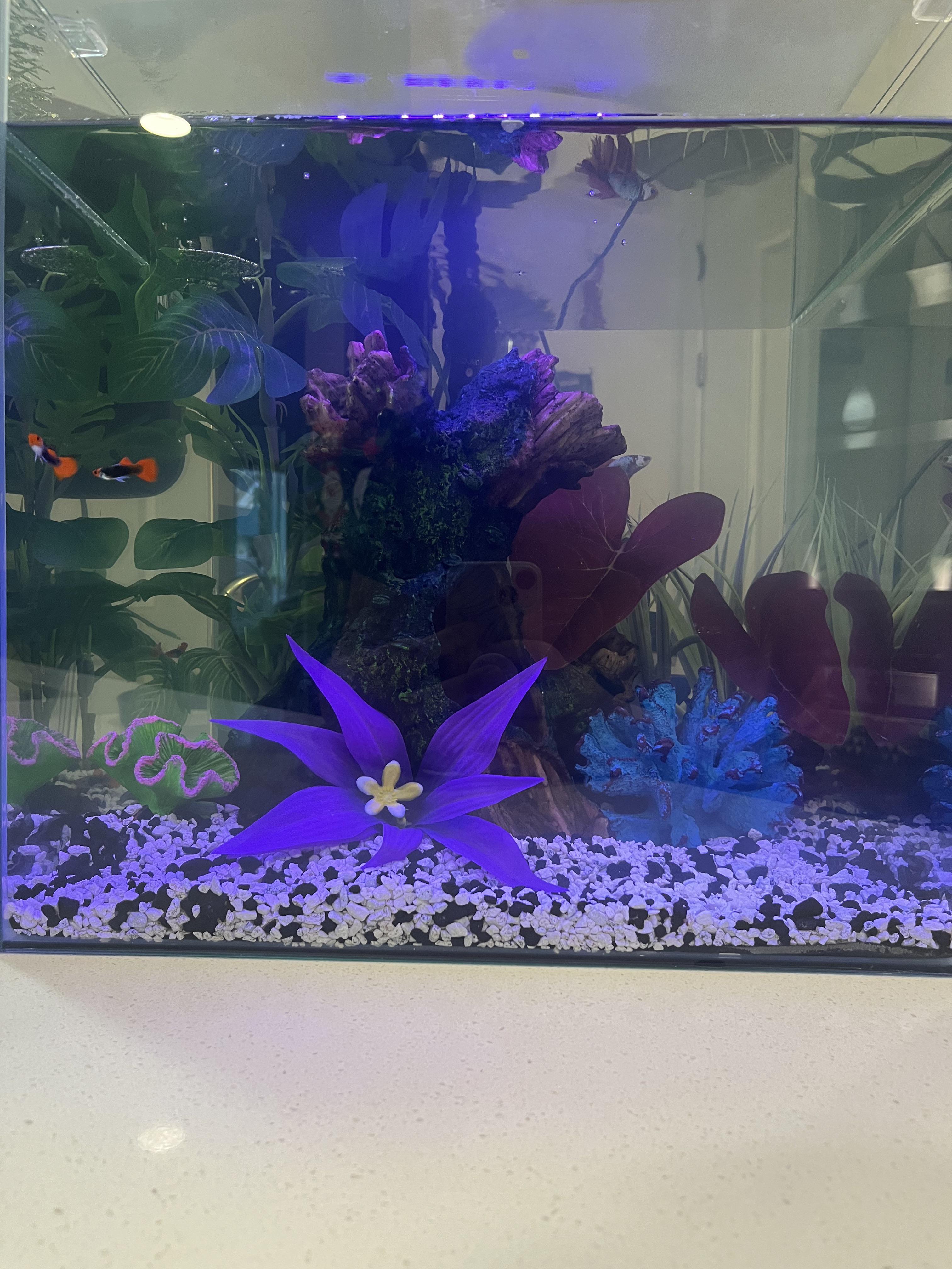 Why did it get slightly cloudy overnight? Should I do a water change