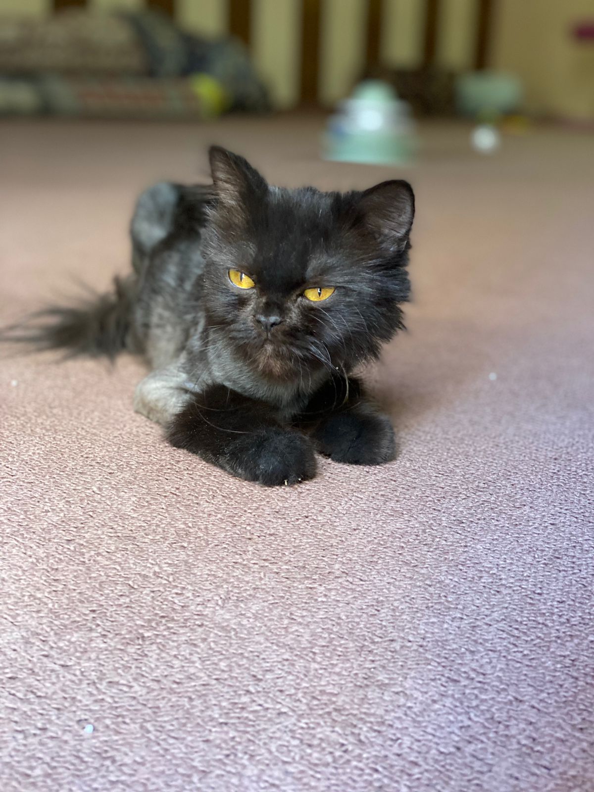 In Riyadh. Rescued cat looking for a home, To adopt whatsapp me at