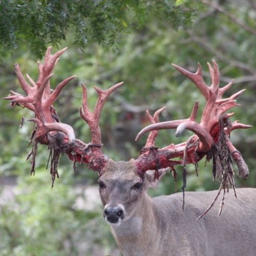 Cant wait for nontypical whitetails to he added to the game other than