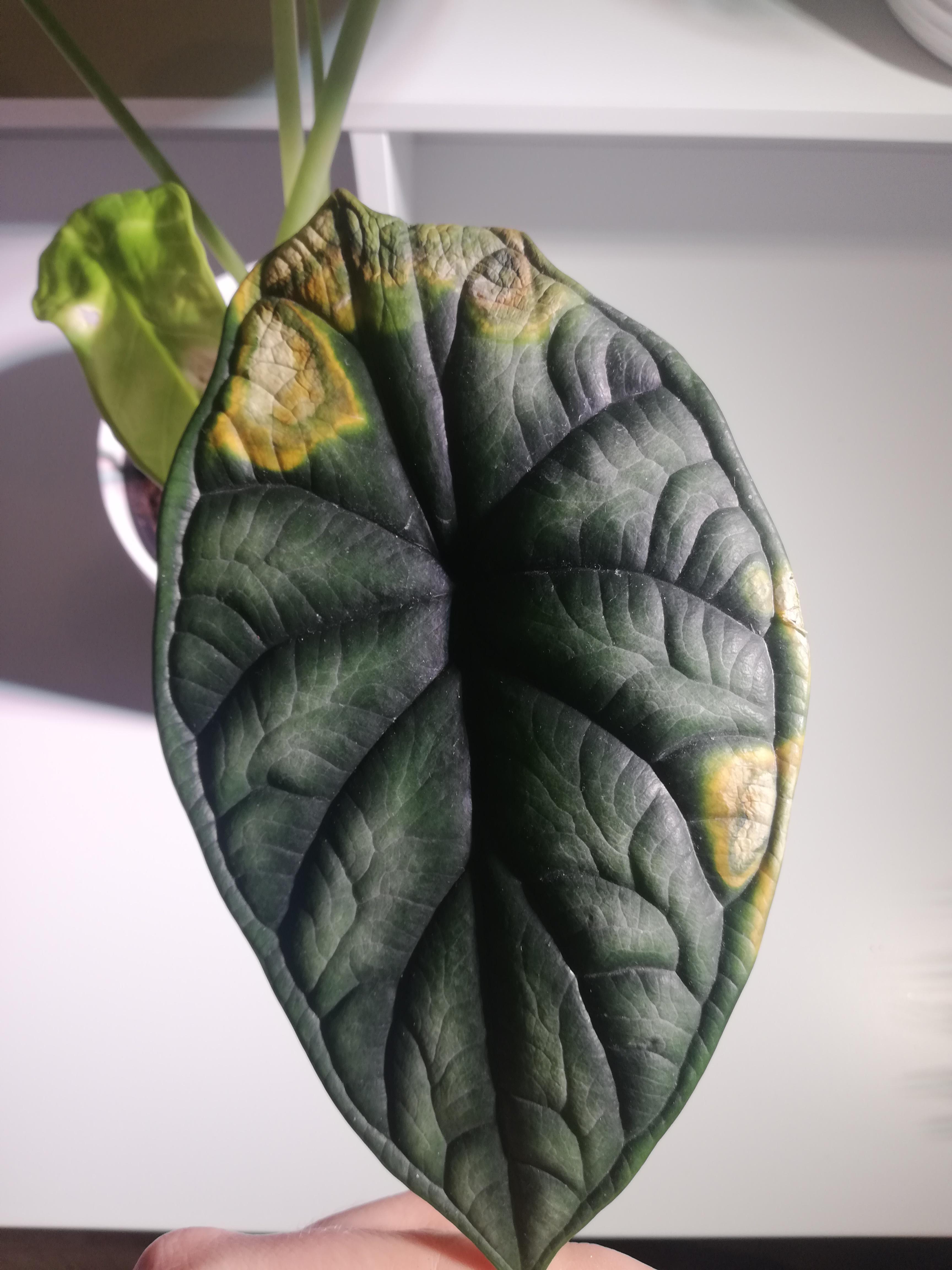 What's wrong with my Alocasia Dragon Scale? Only recently got this plant from an online seller