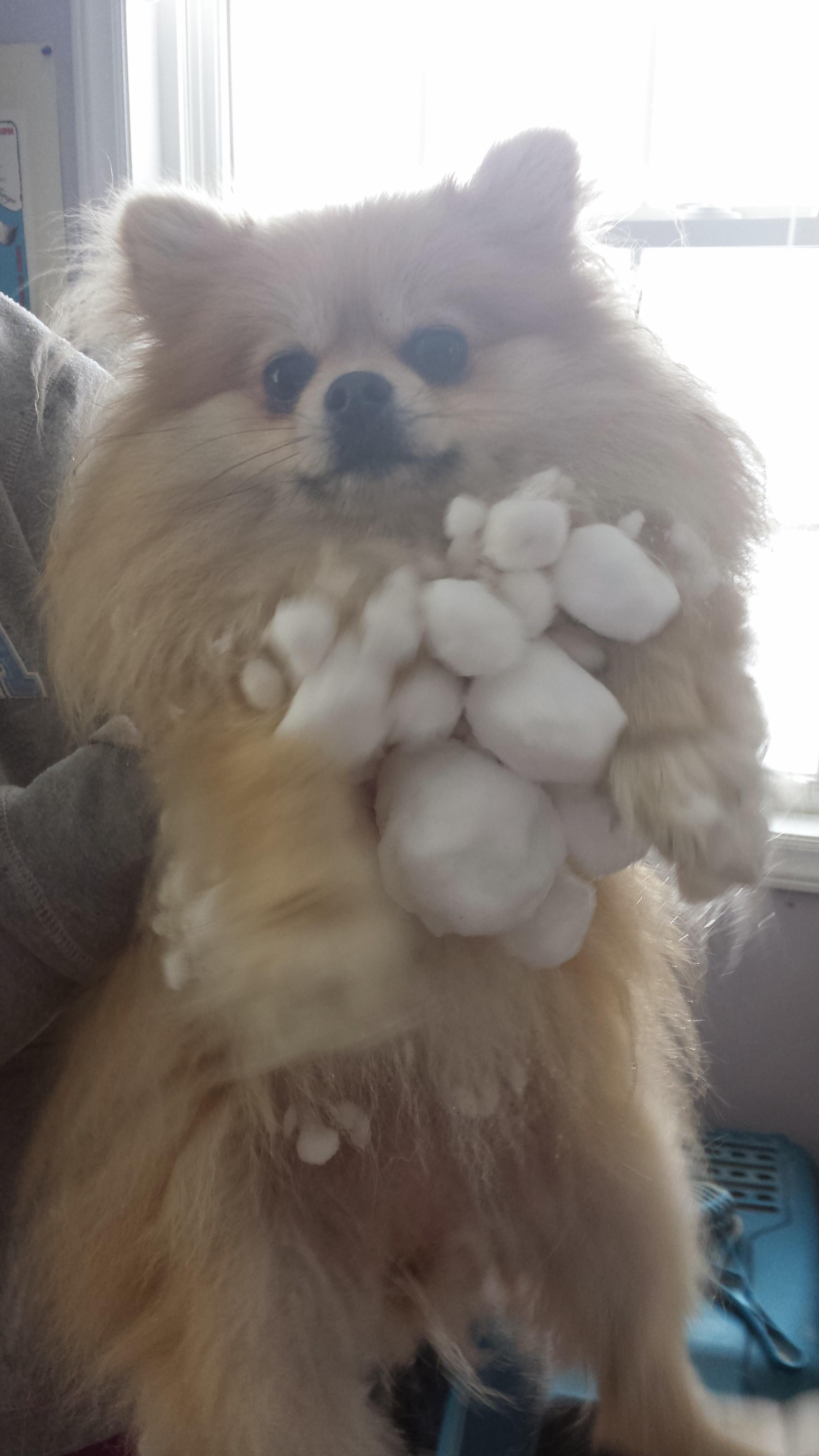 The way the snow stuck to her fur. Pomeranians