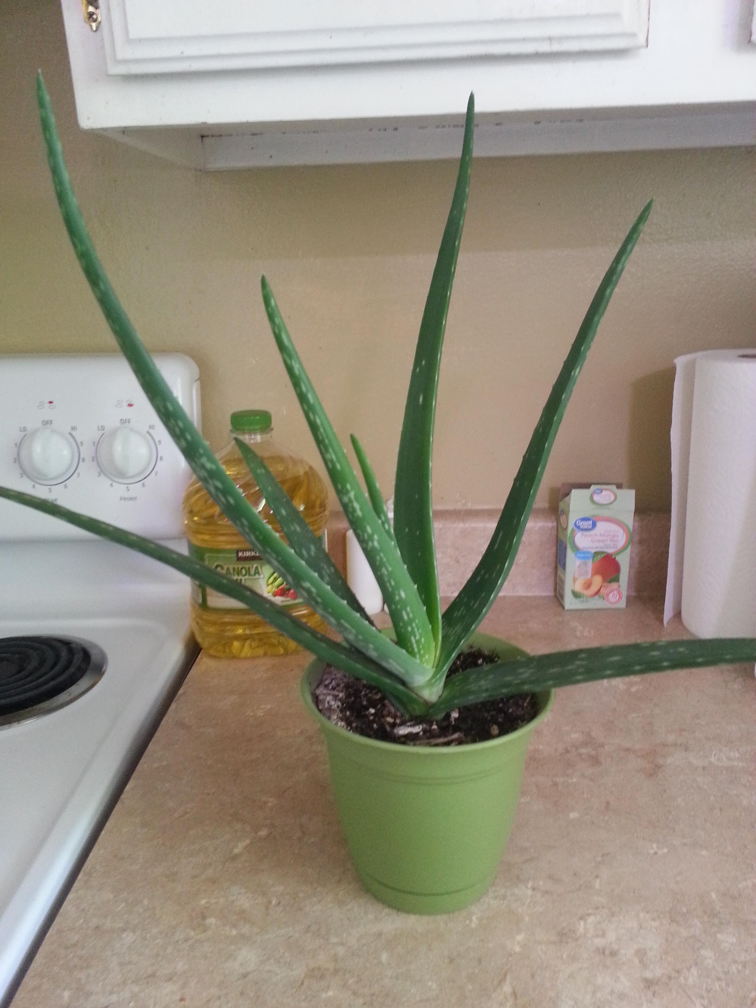 My aloe vera is getting so tall. 😍 Think it's about twice as tall as