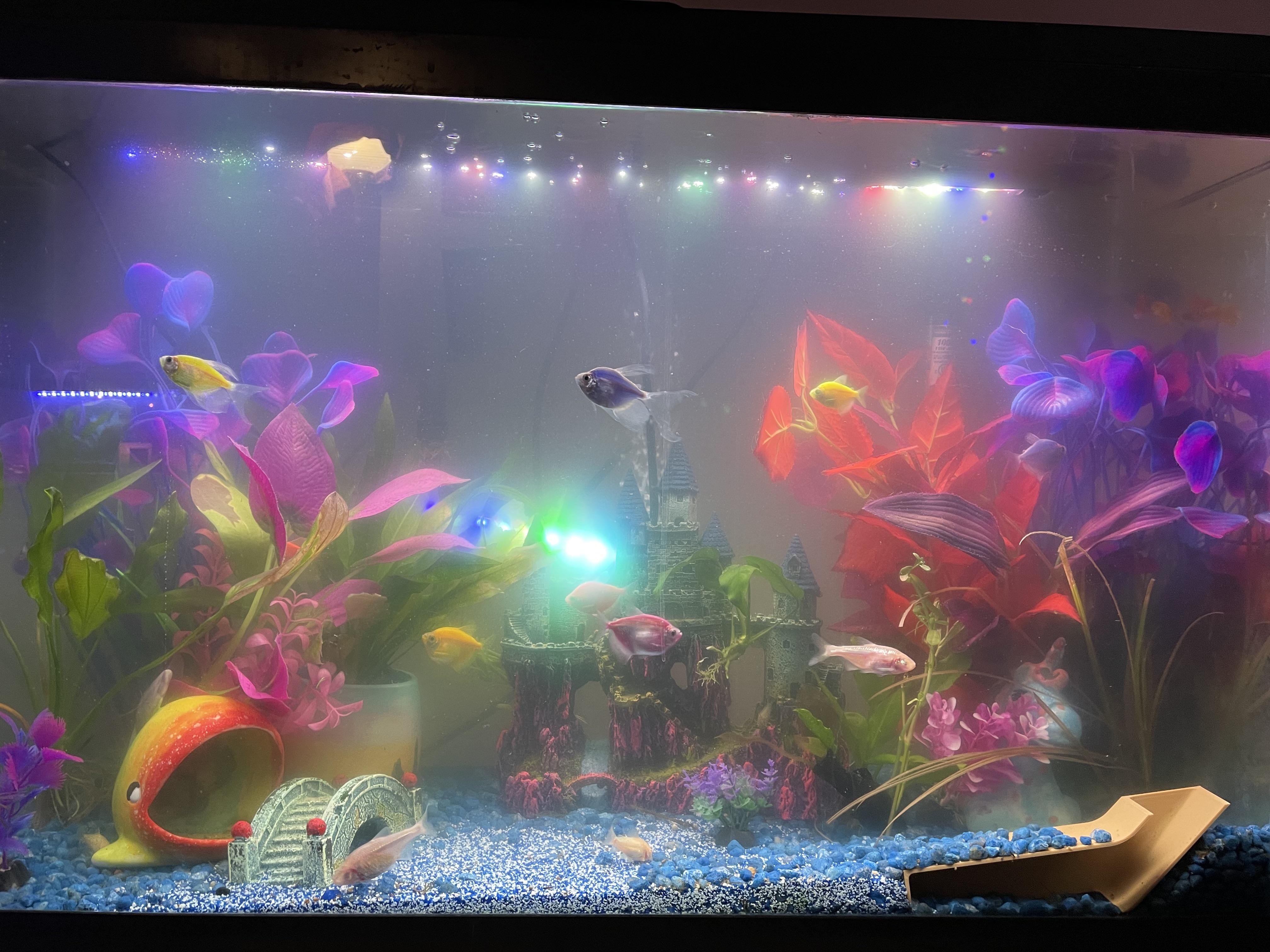 I could use some help. My 5 month old tank is cloudy. I’ve tried daily