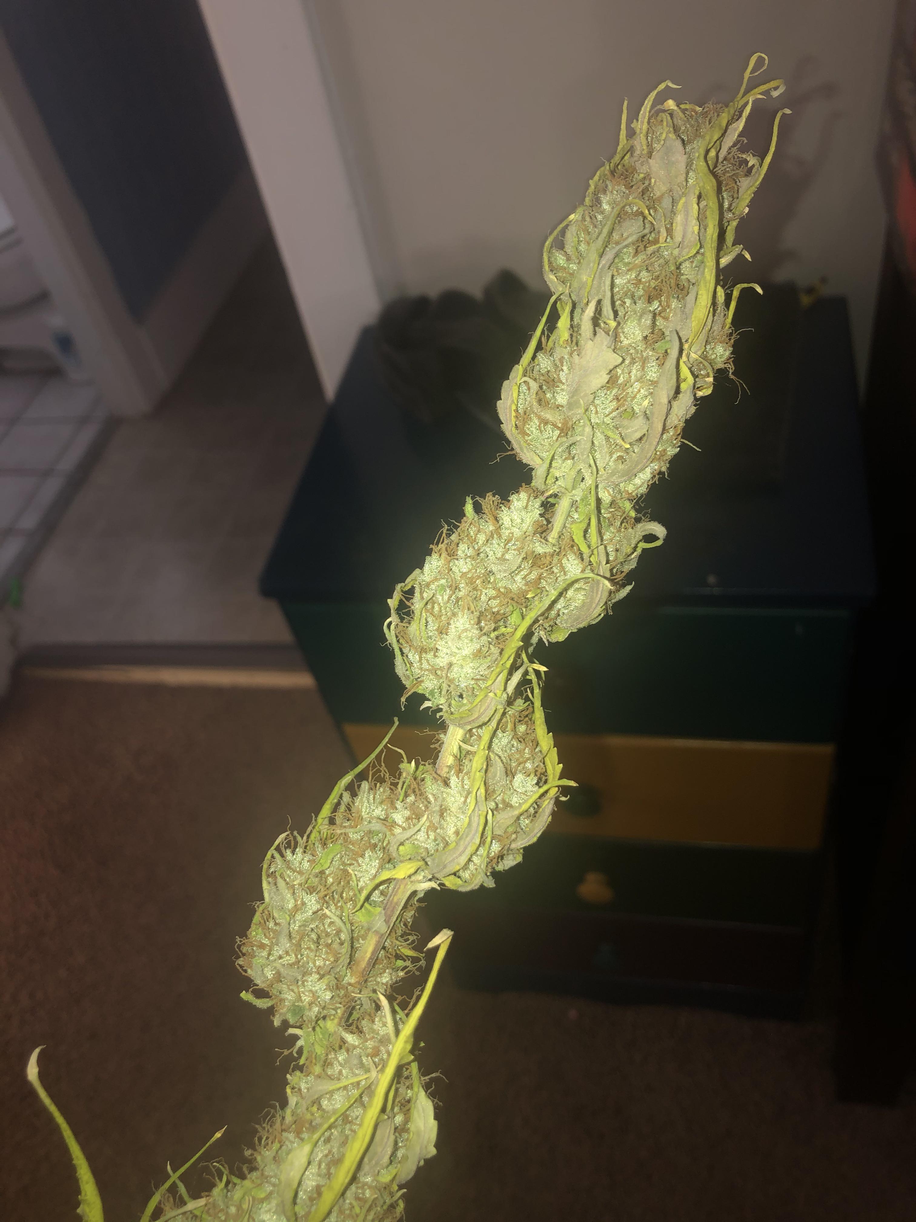Sour stomper spiral bud branch. This weed smells like candy! r/MephHeads
