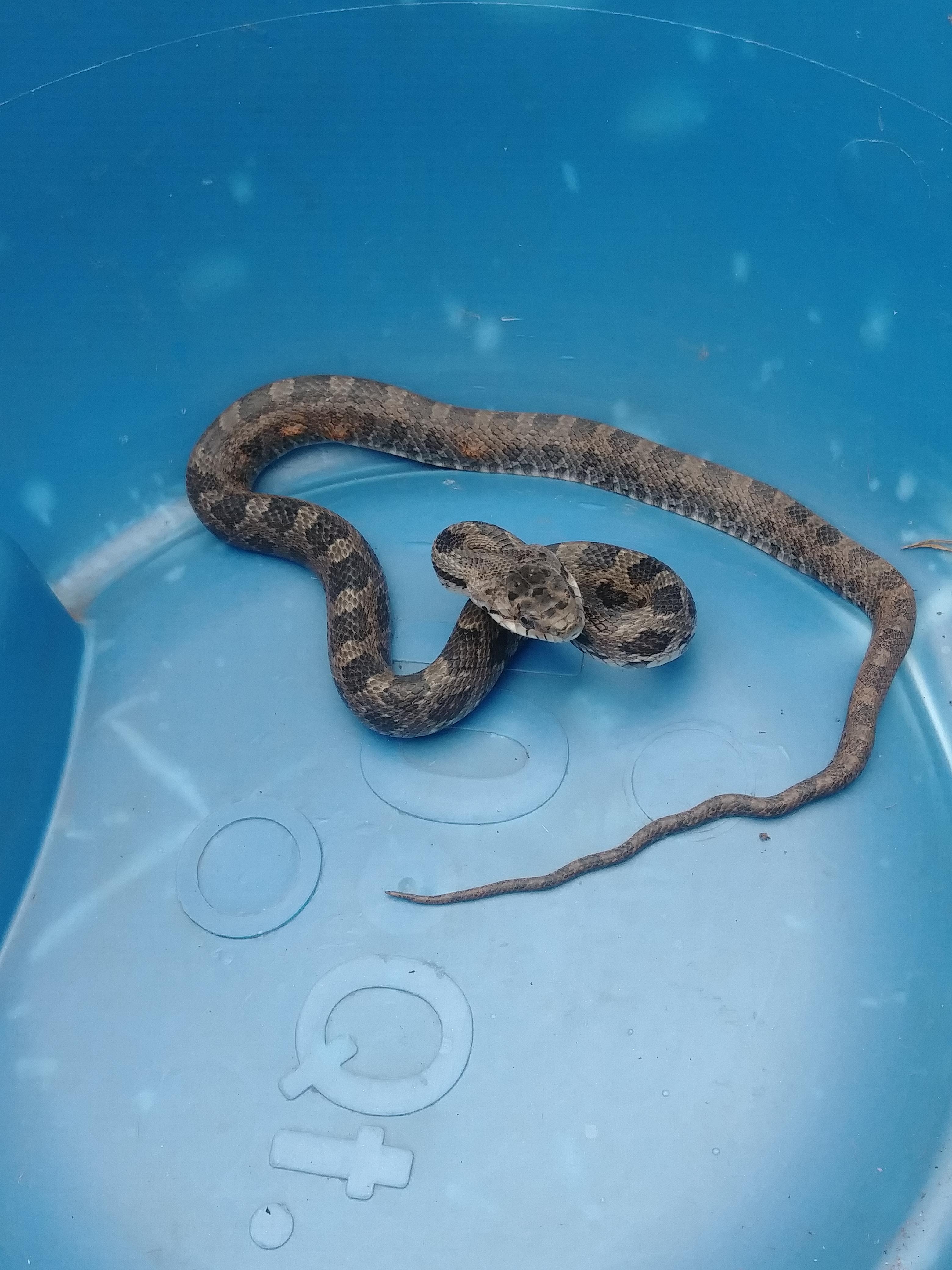 Baby snake, copperhead or rat snake? (central VA) r/whatsthissnake