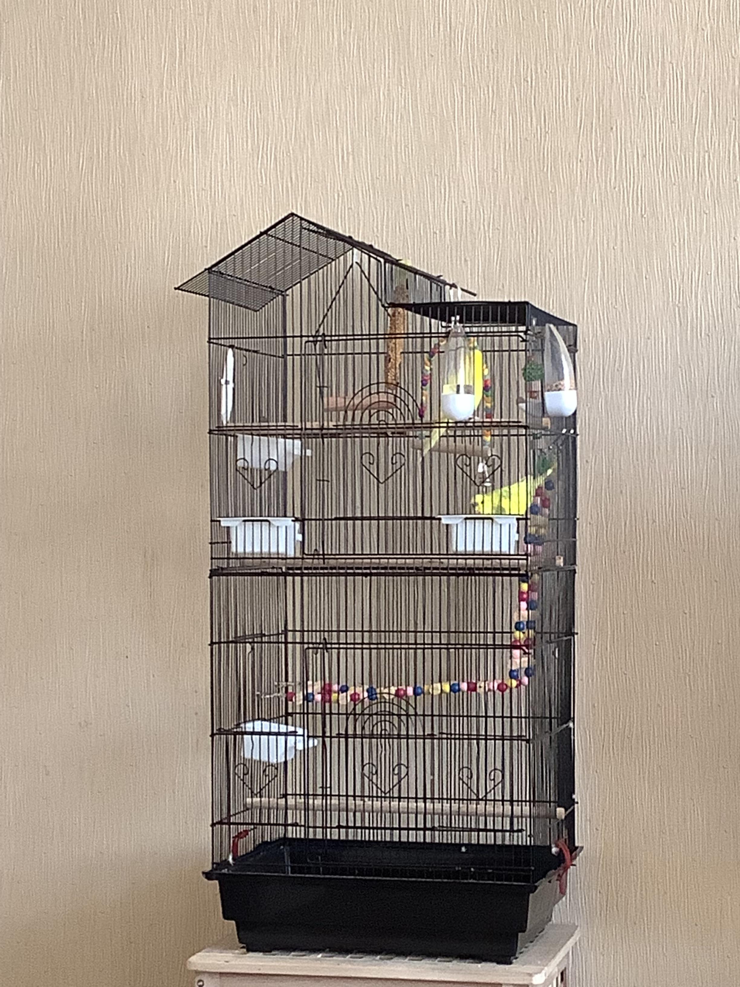 Hey I’m a Beginner budgie owner here is this cage big enough for two