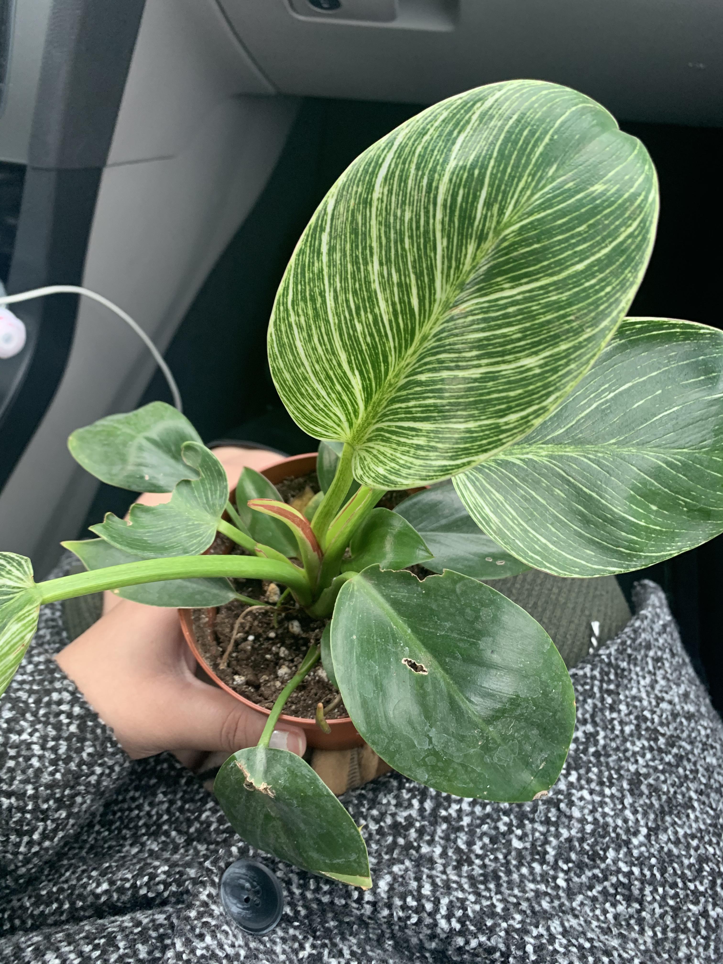 Any tips on philodendron birkin care ? Im very nervous to take care of