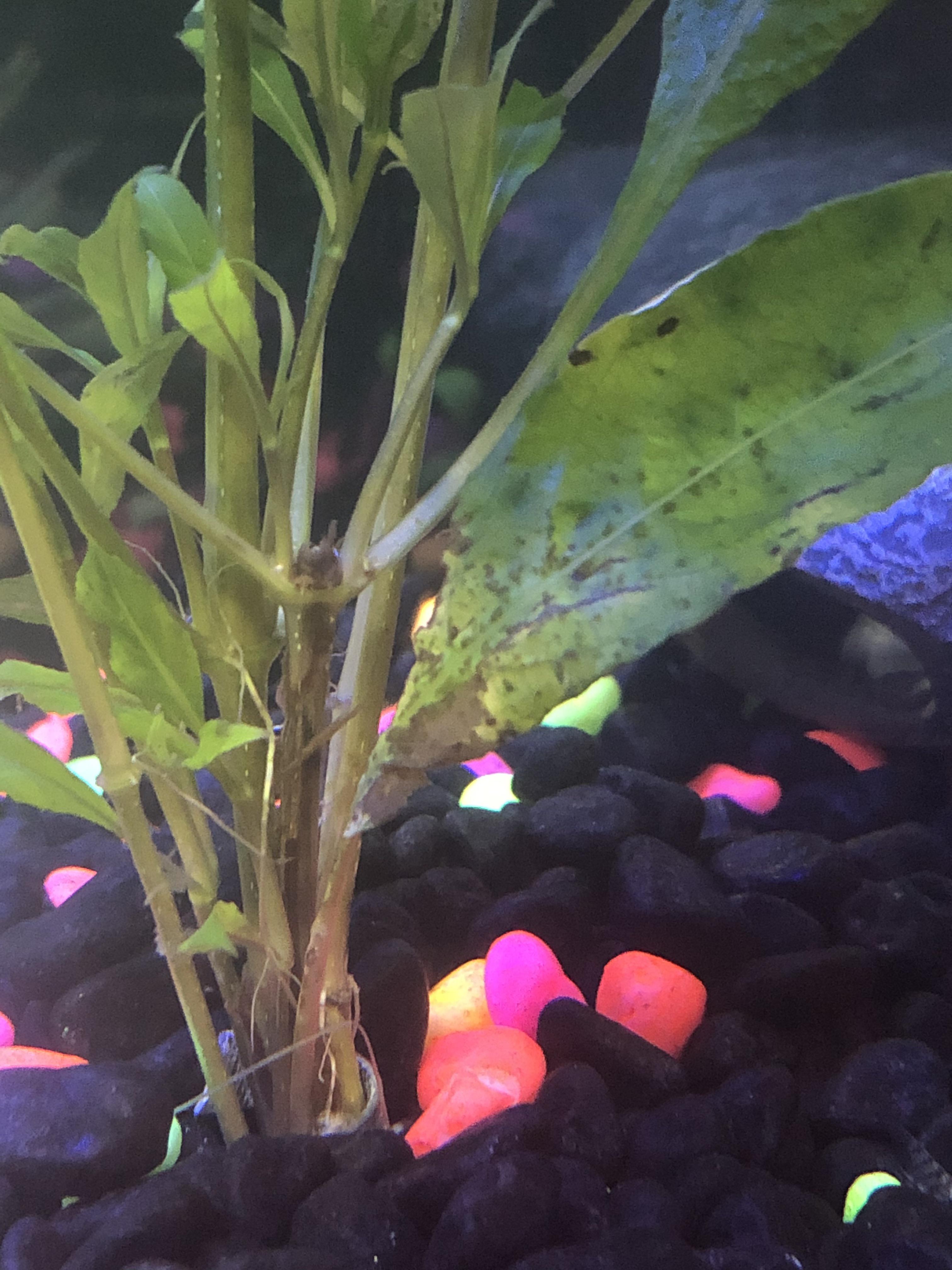 Aquarium plan rotting only on 1 leaf, rest is all good. What do I do