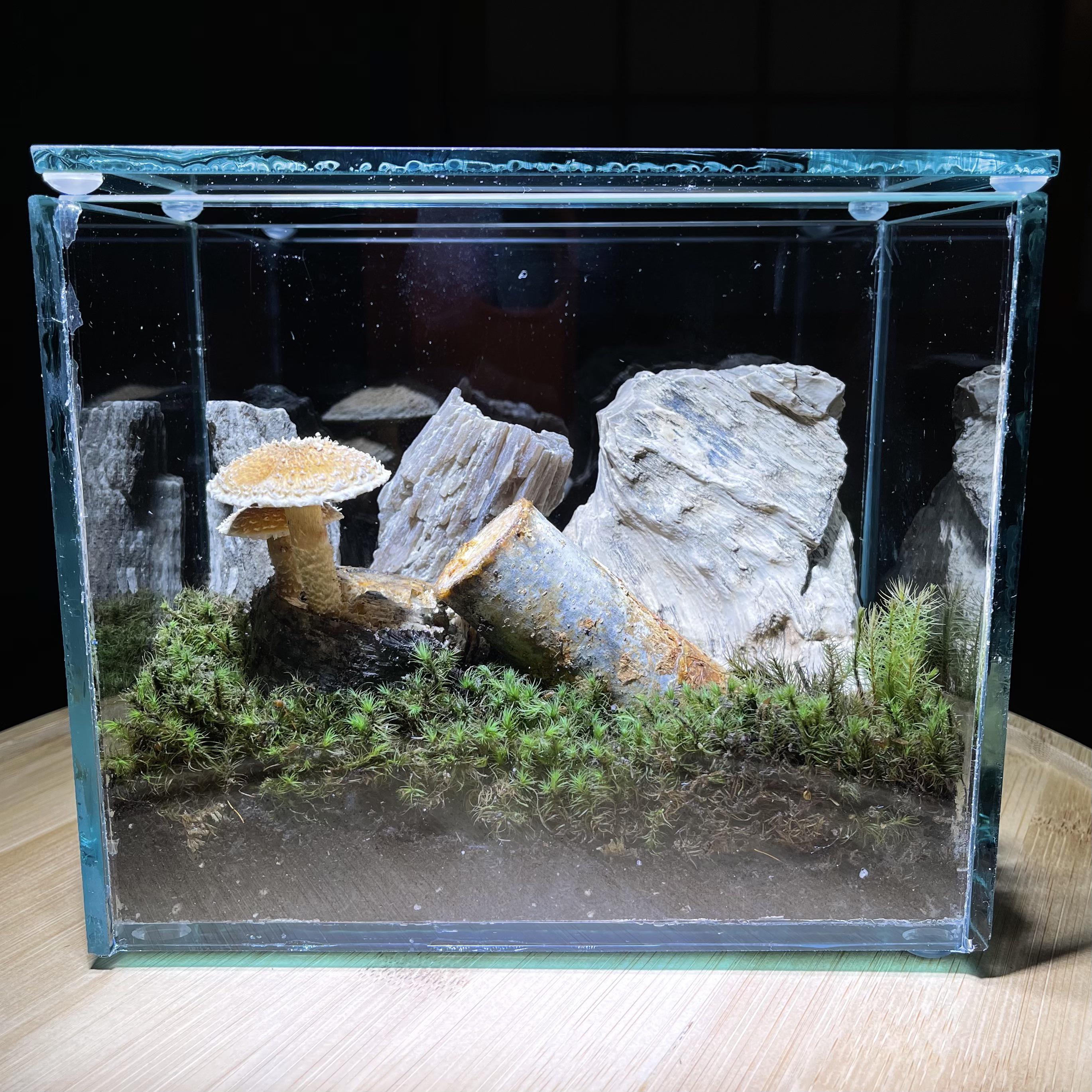 Mushroom terrarium. r/terrariums