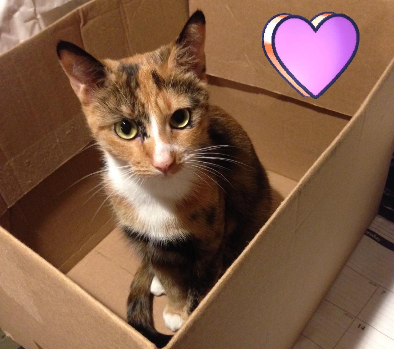 The day came to finally surrender her to the shelter...My heart is in