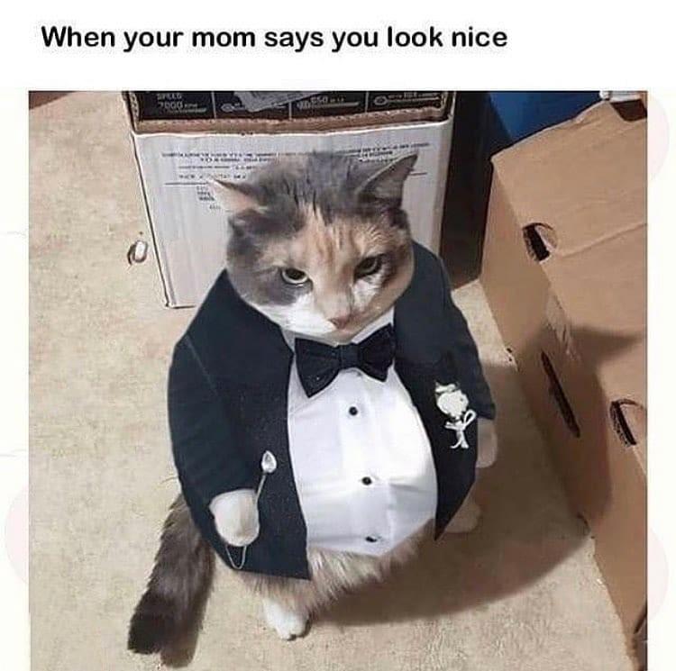 A distinguished gentleman r/memes
