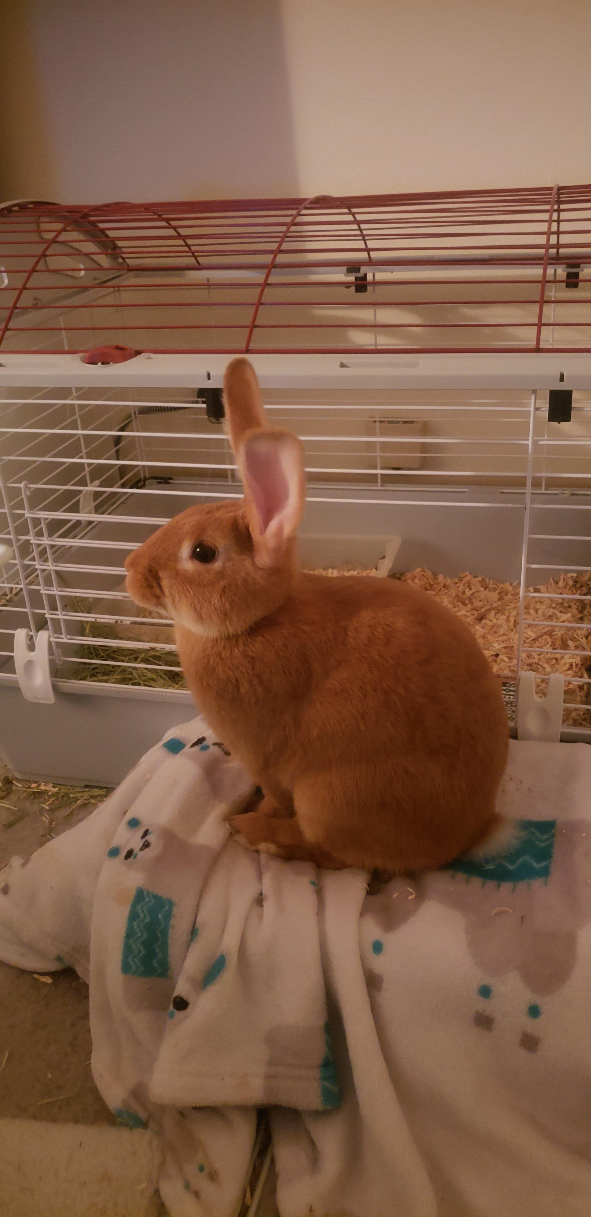 Please help, what breed is she? We think shes less than 4 months old