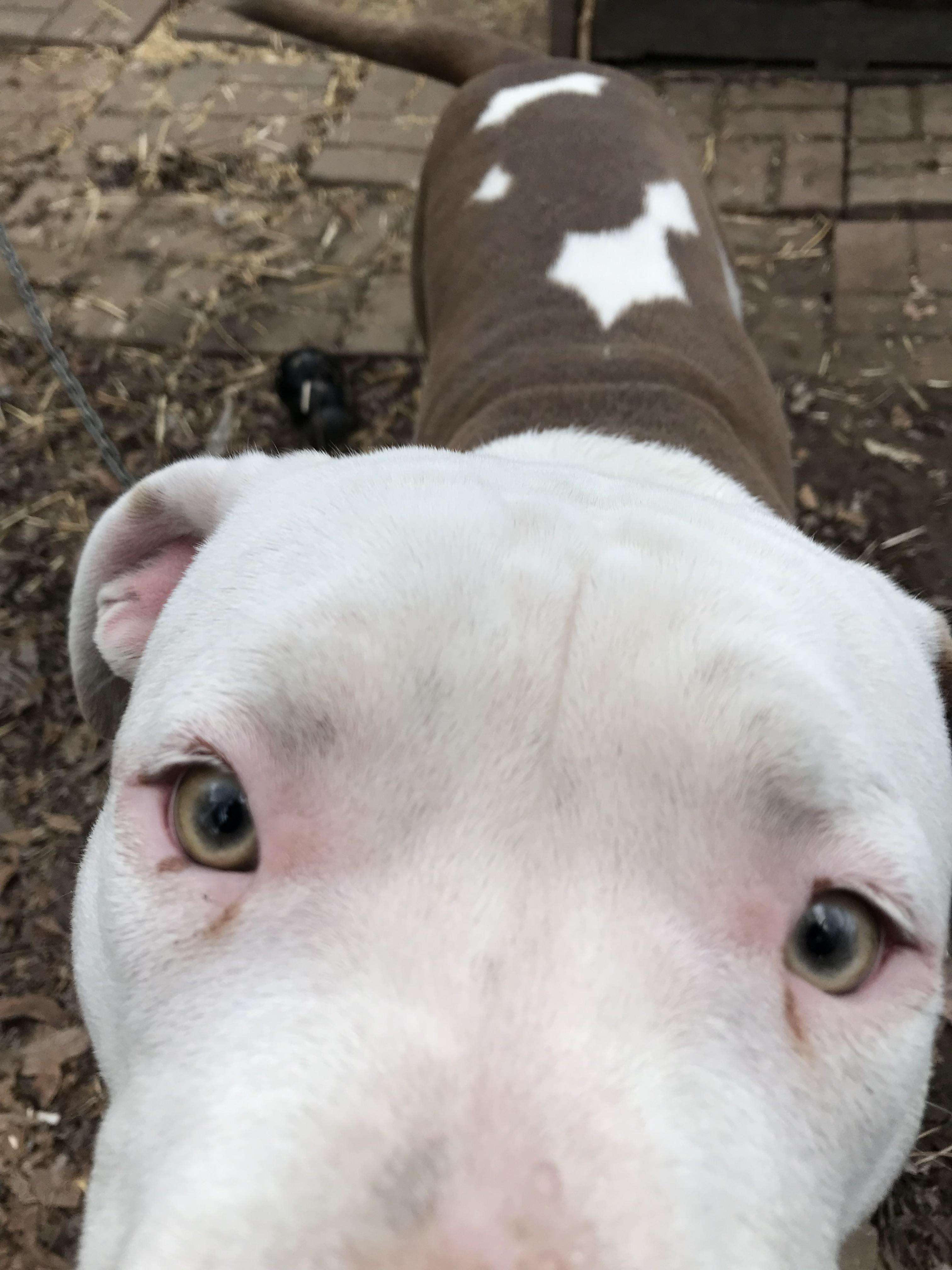 How often should you clean your dogs Dog eye boogers / dog eye