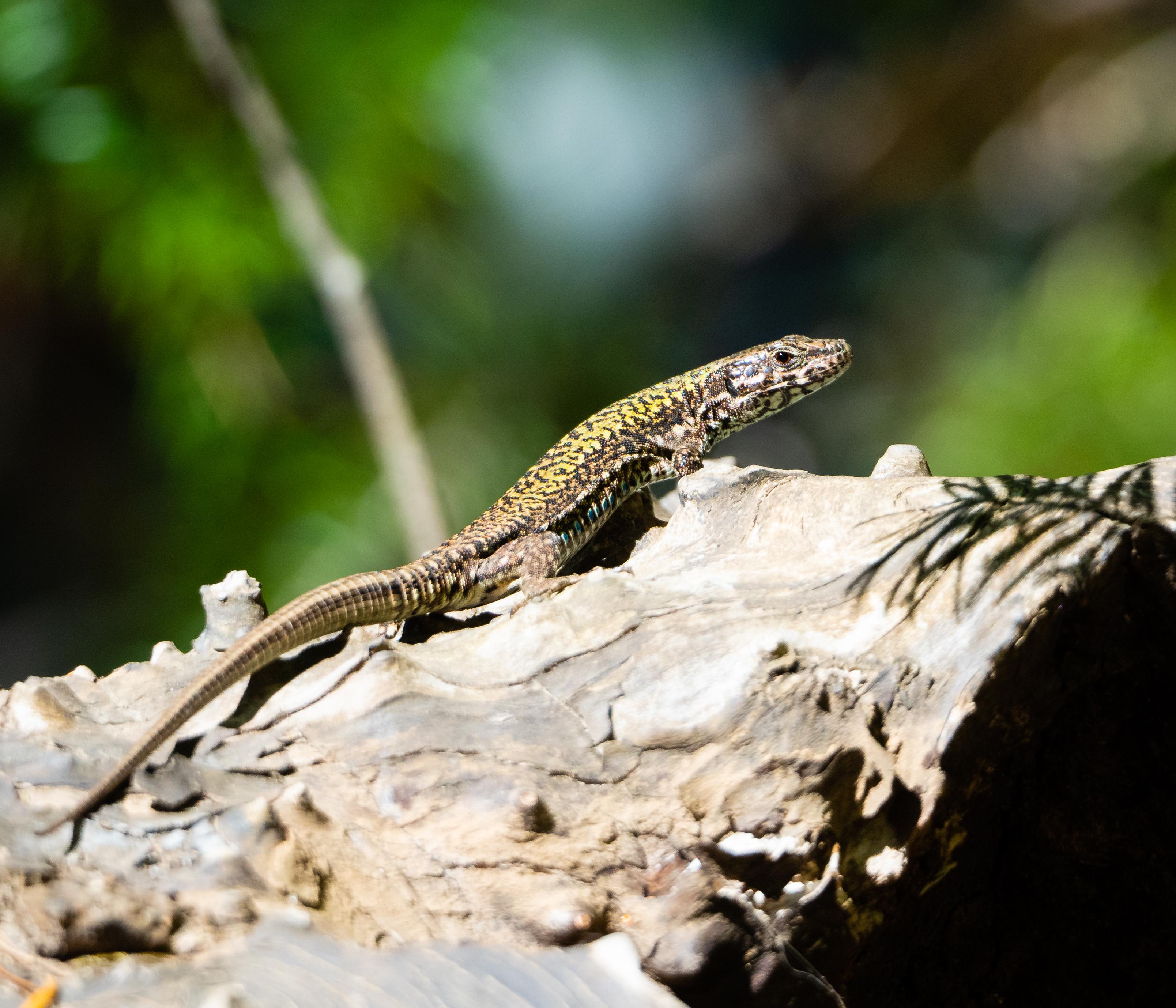 Podarcis muralis (European Wall Lizard) Vancouver Island, BC, Canada