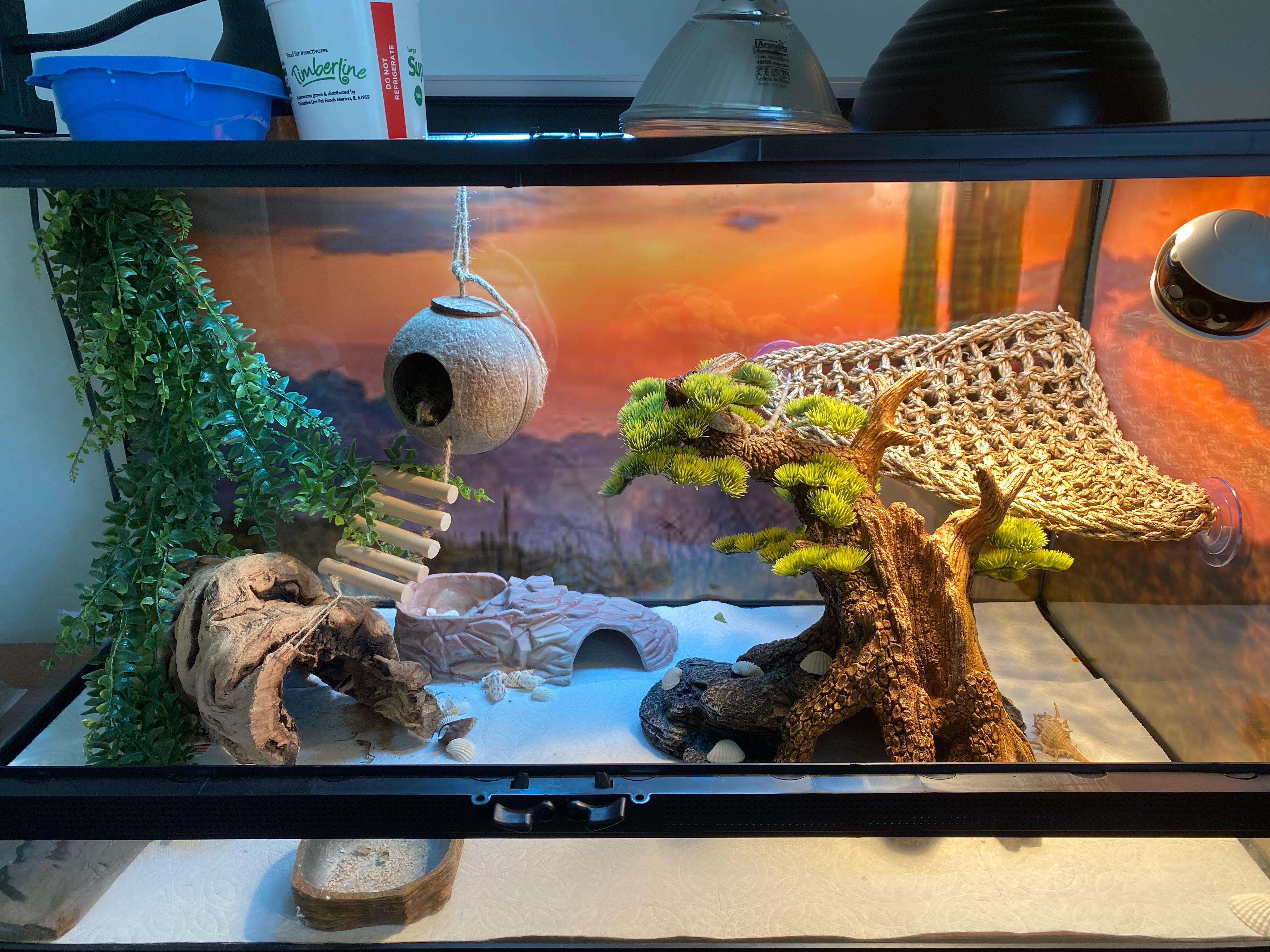Feedback on my setup? I just got a 2mo old beardie (Molly) 3 days ago