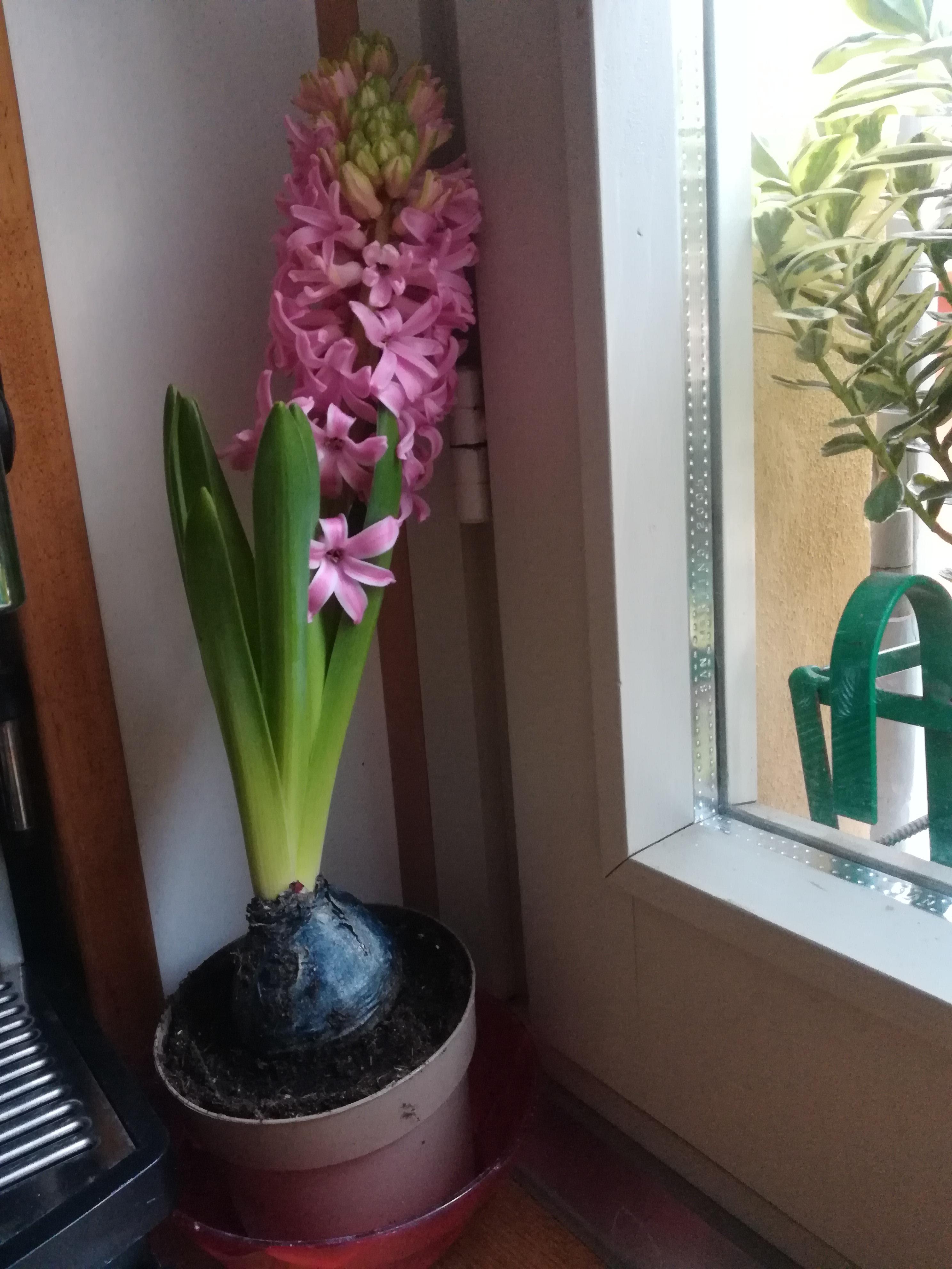 My hyacinth bulb is blooming and it smell so good! r/gardening