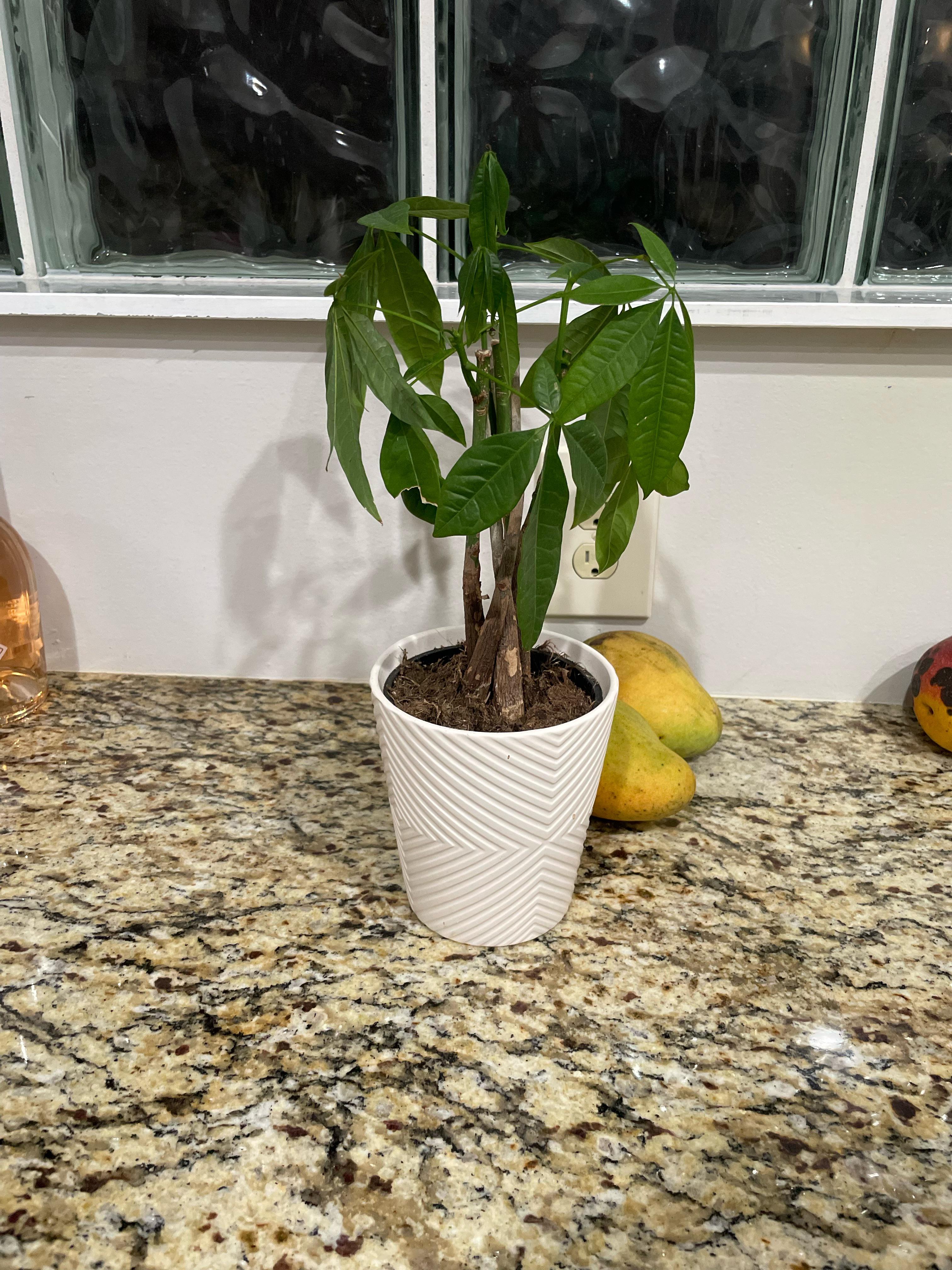 Money tree wilting is it over watered? We give it 2 ice cubes a week