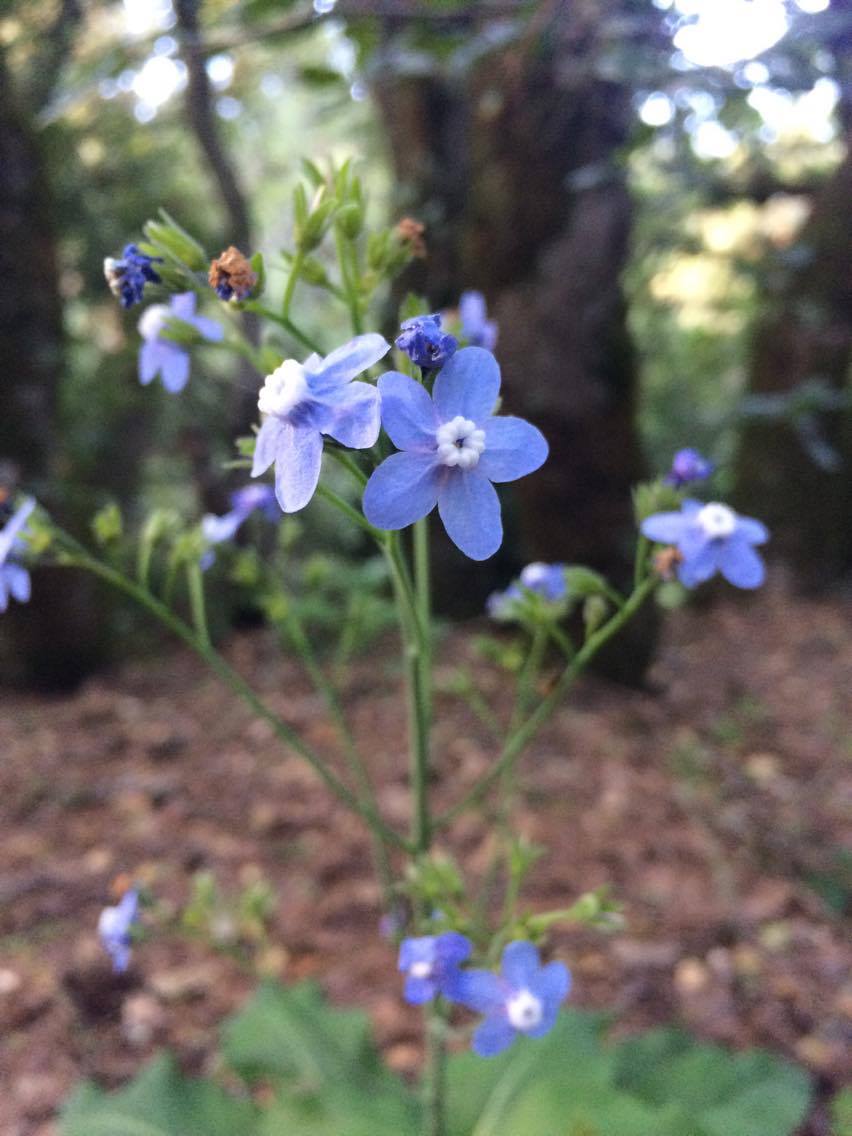 What is this wildflower in the forest in Northern California (Bay Area)? r/whatsthisplant