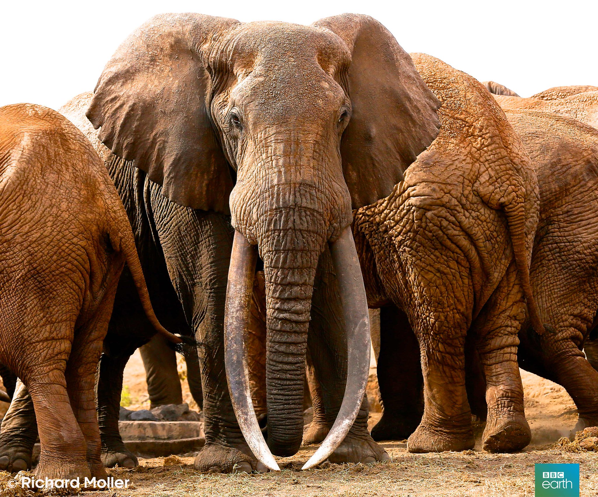🔥 The Size of This Elephant's Tusks r/NatureIsFuckingLit
