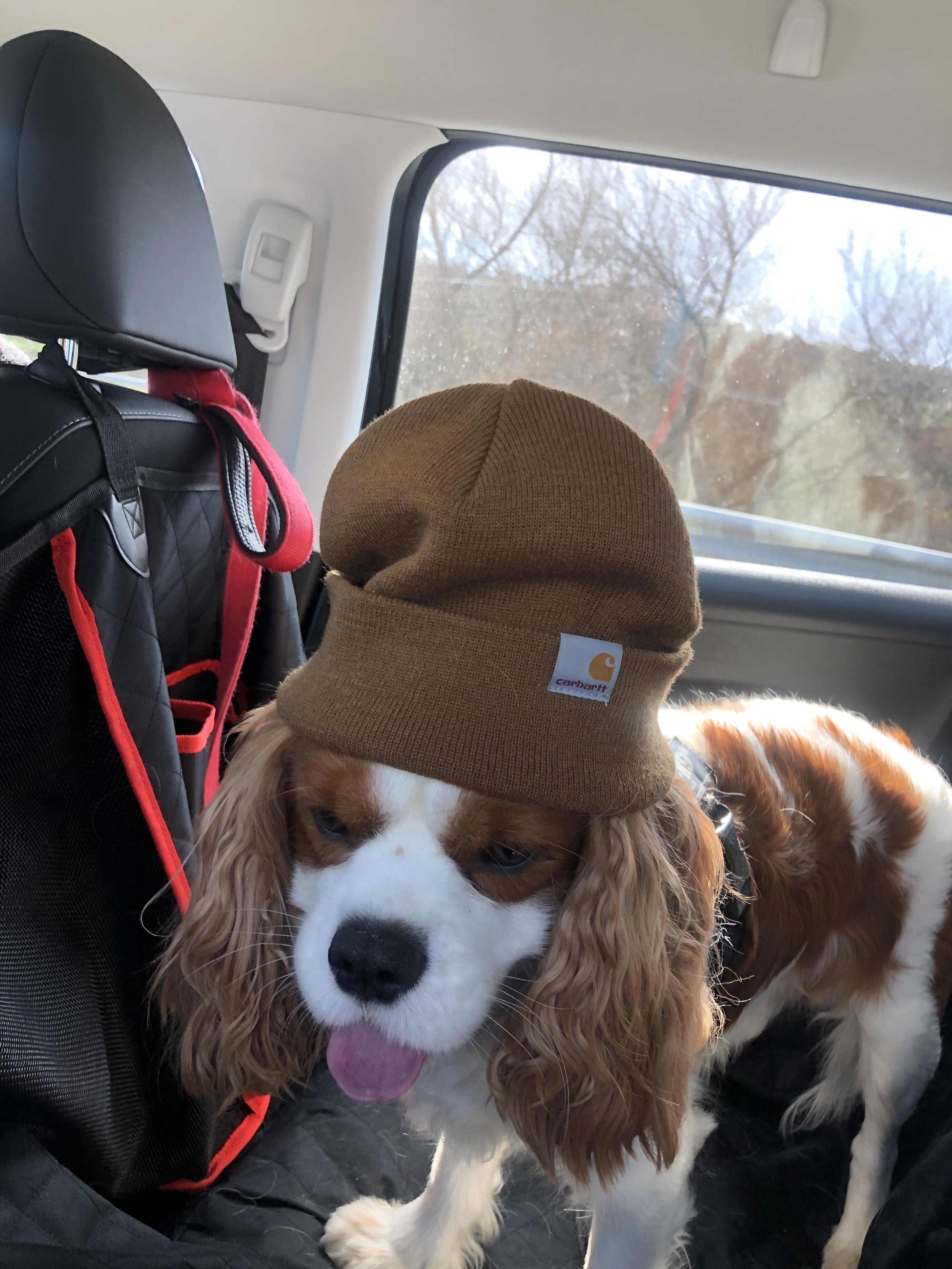Carhartt dog!!! r/Carhartt