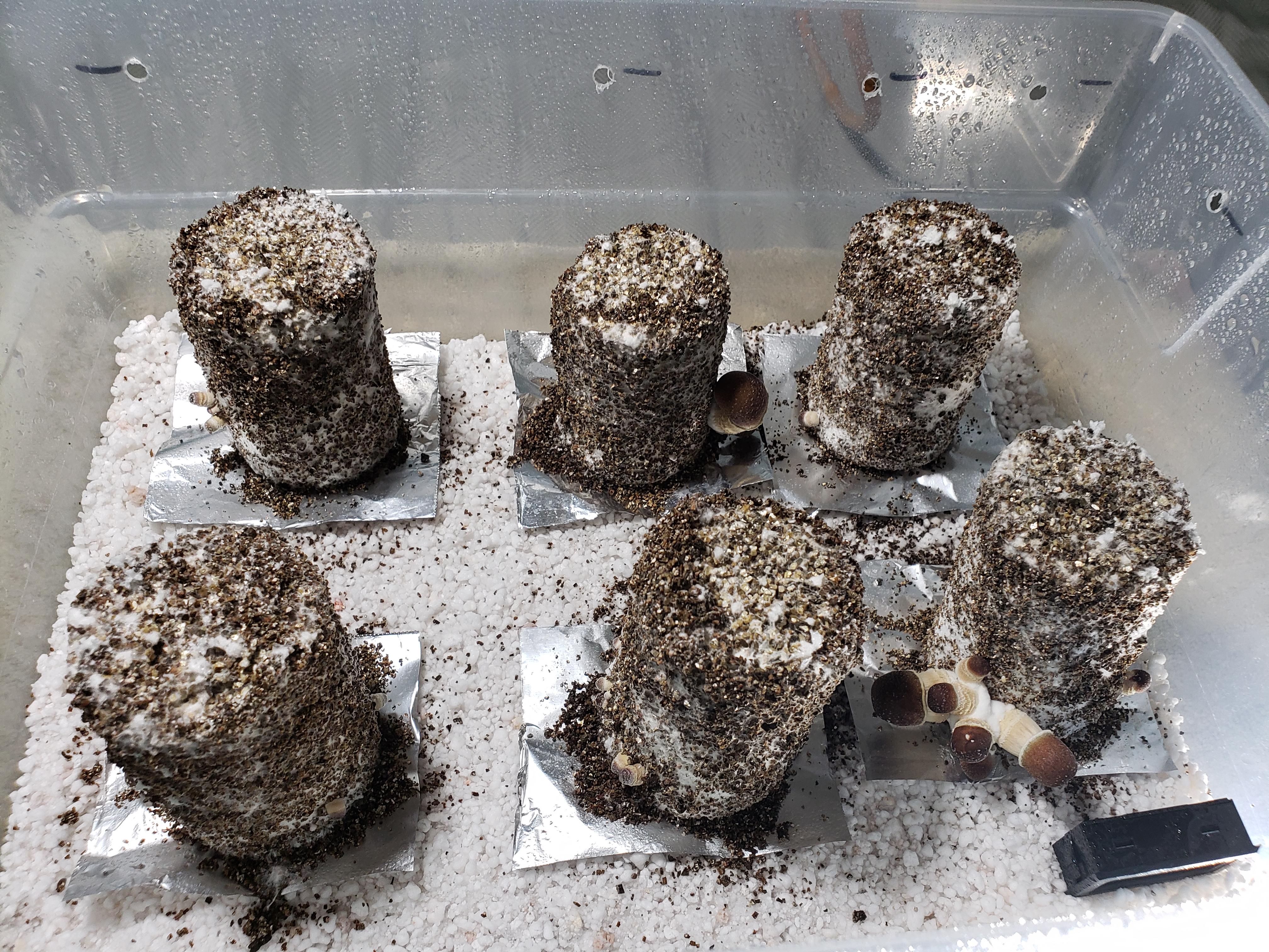 First time grower. Day 6 of fruiting chamber. Got decent growth on a