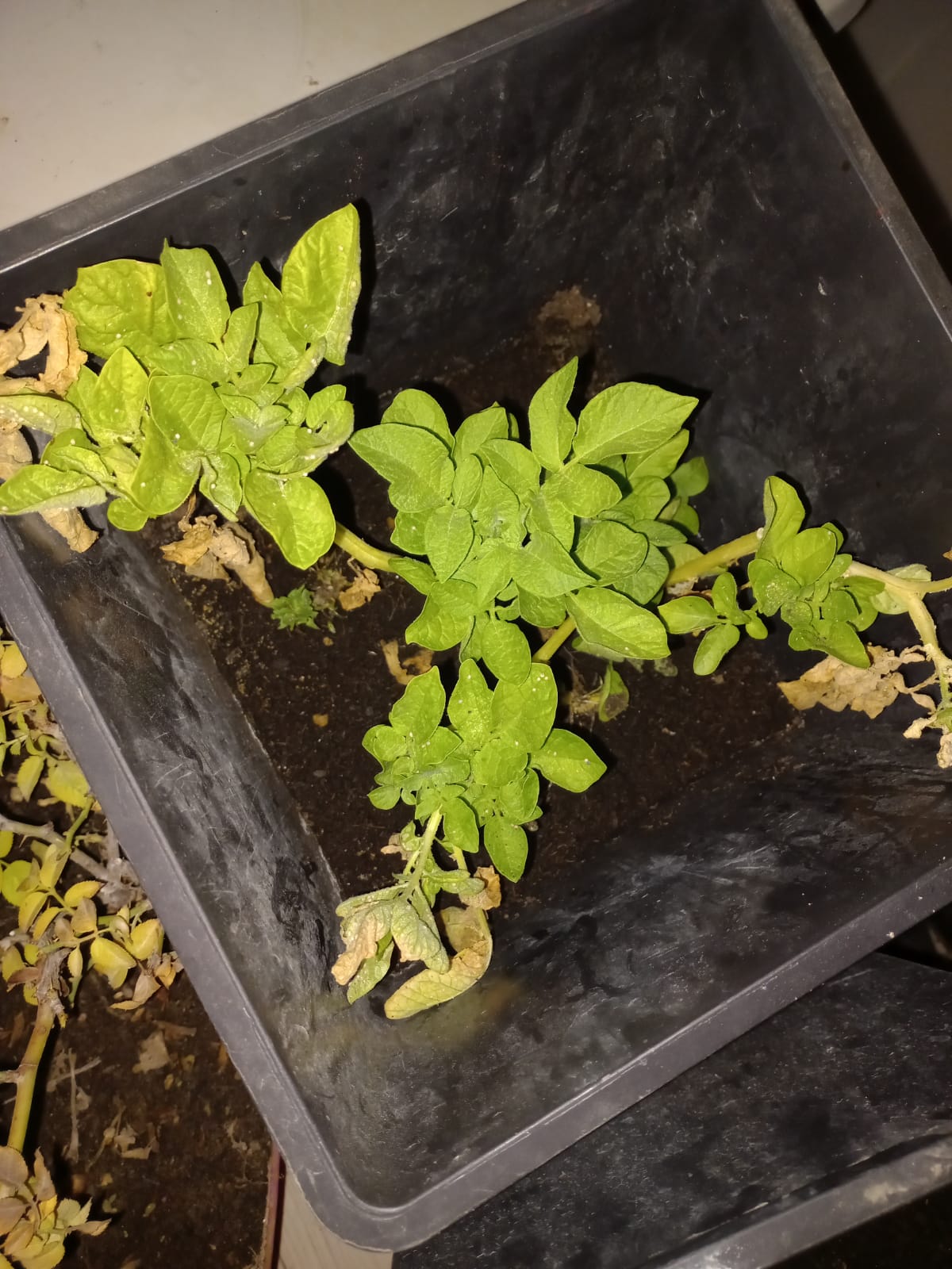 potato plant after harvest r/gardening