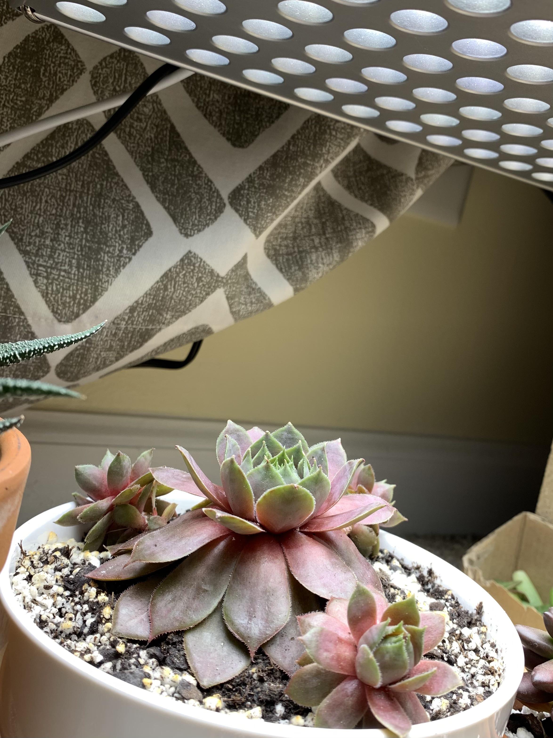 Why are my hen and chicks bottom leaves droopy? ( they are under a