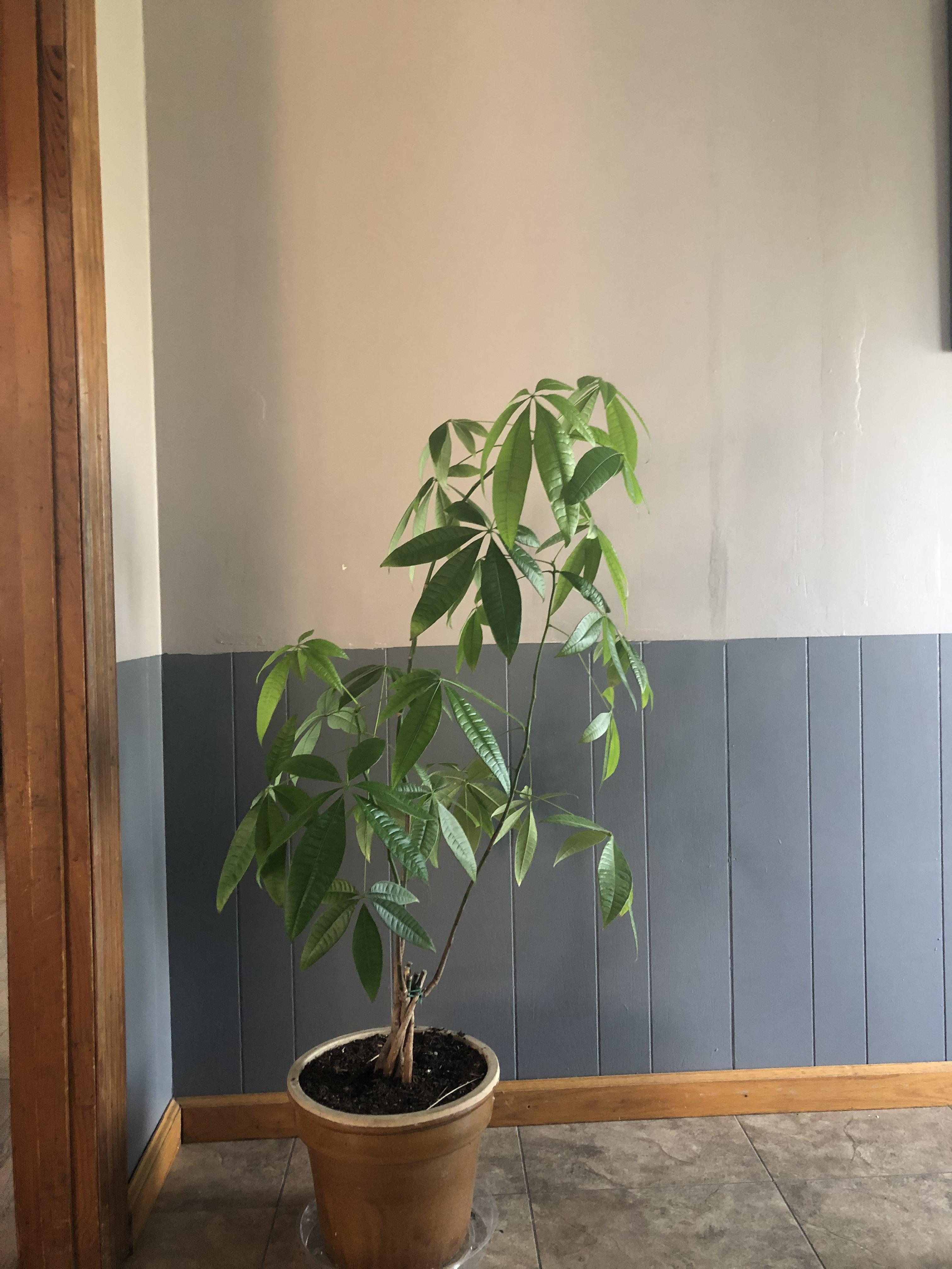 Why is my money tree leaning? r/houseplants