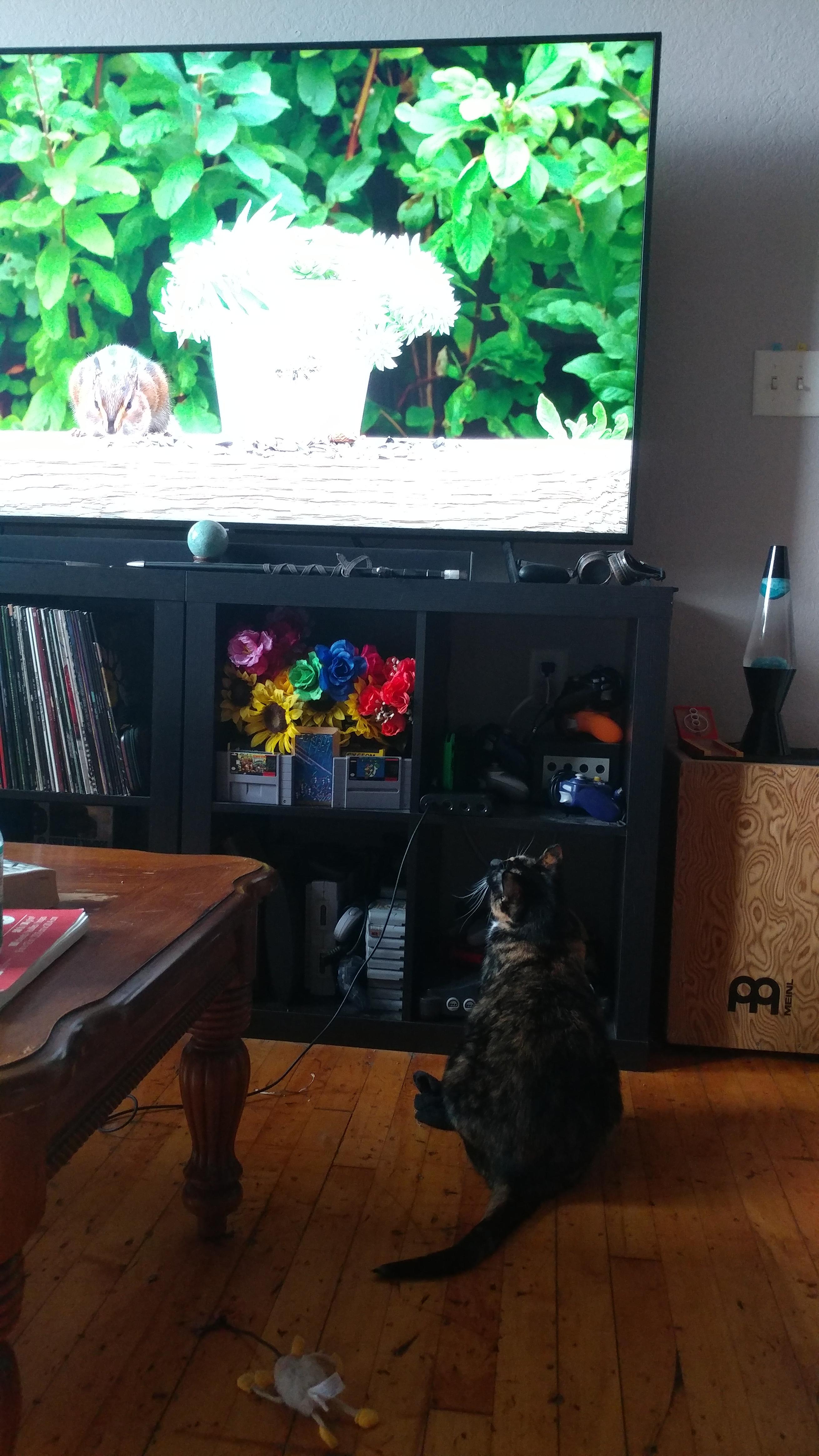 Anyone else turn on cat television on YouTube got their darlings? r/cats
