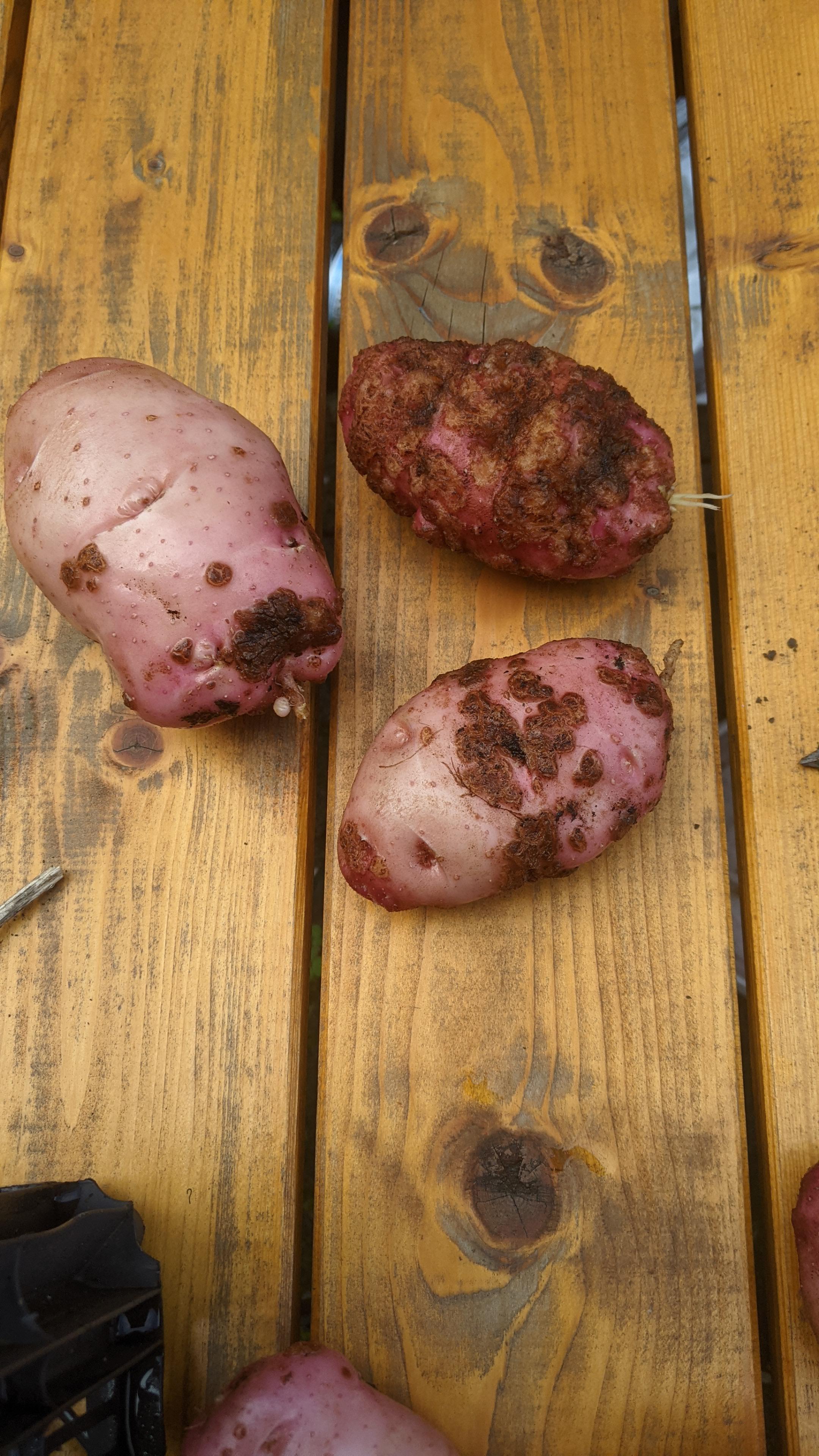 Safe to eat? r/Potatoes