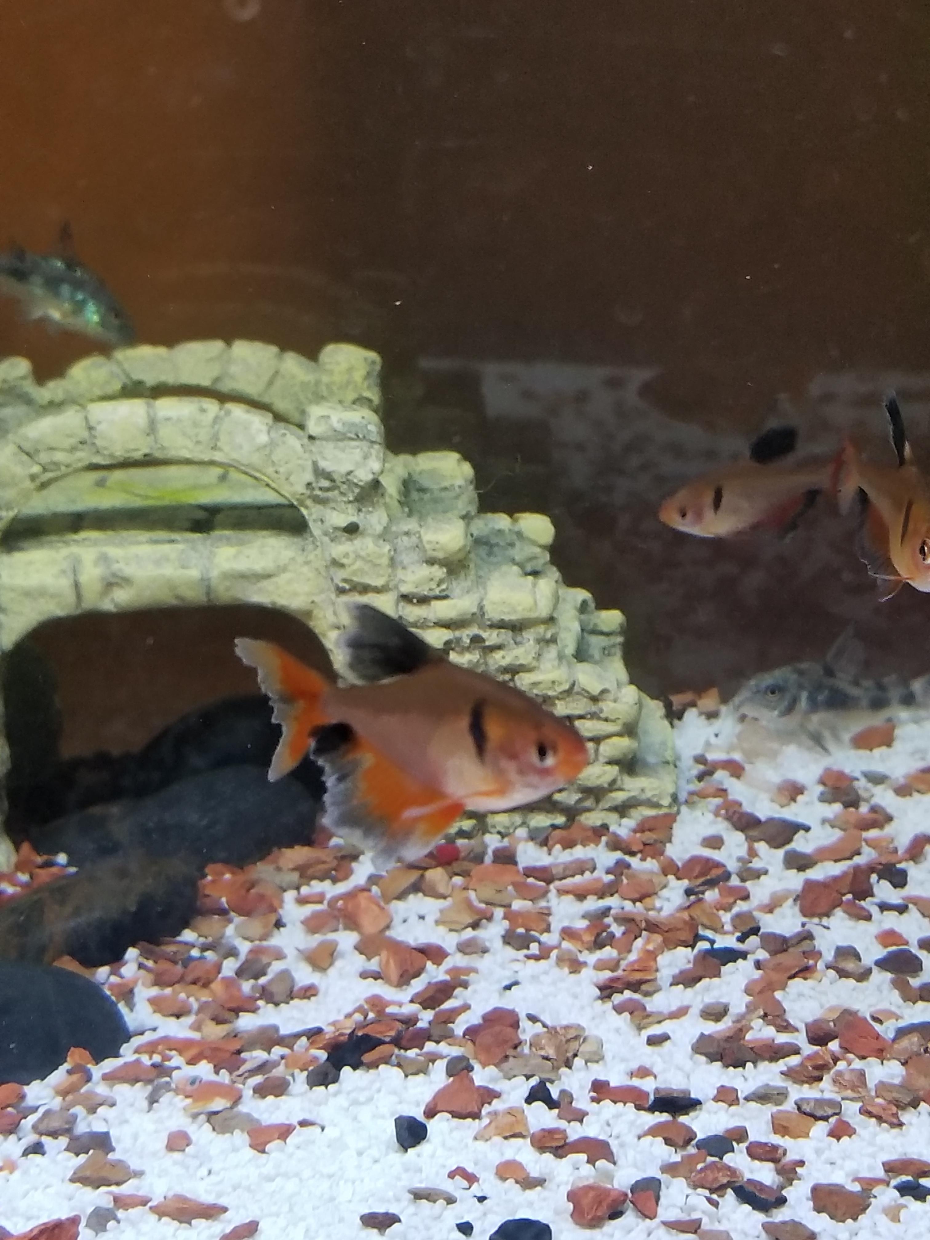 Help! White in the fins of my serpae tetra r/Aquariums