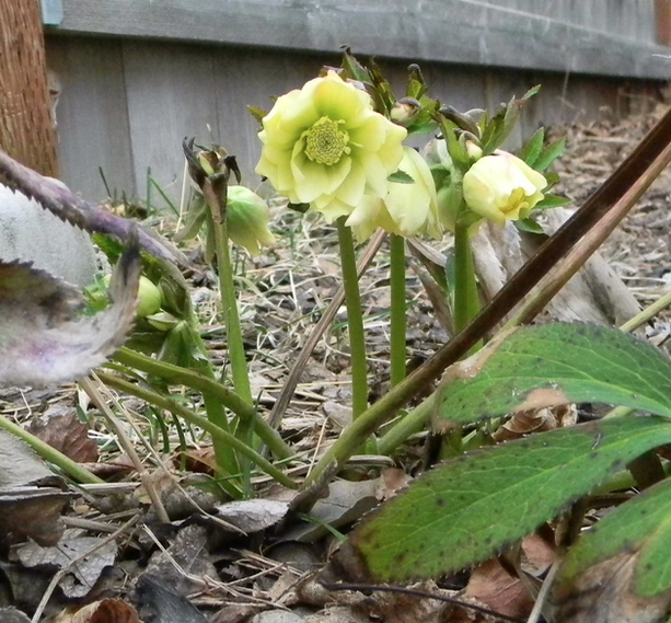 Hellebore blooming in Zone 6b r/gardening