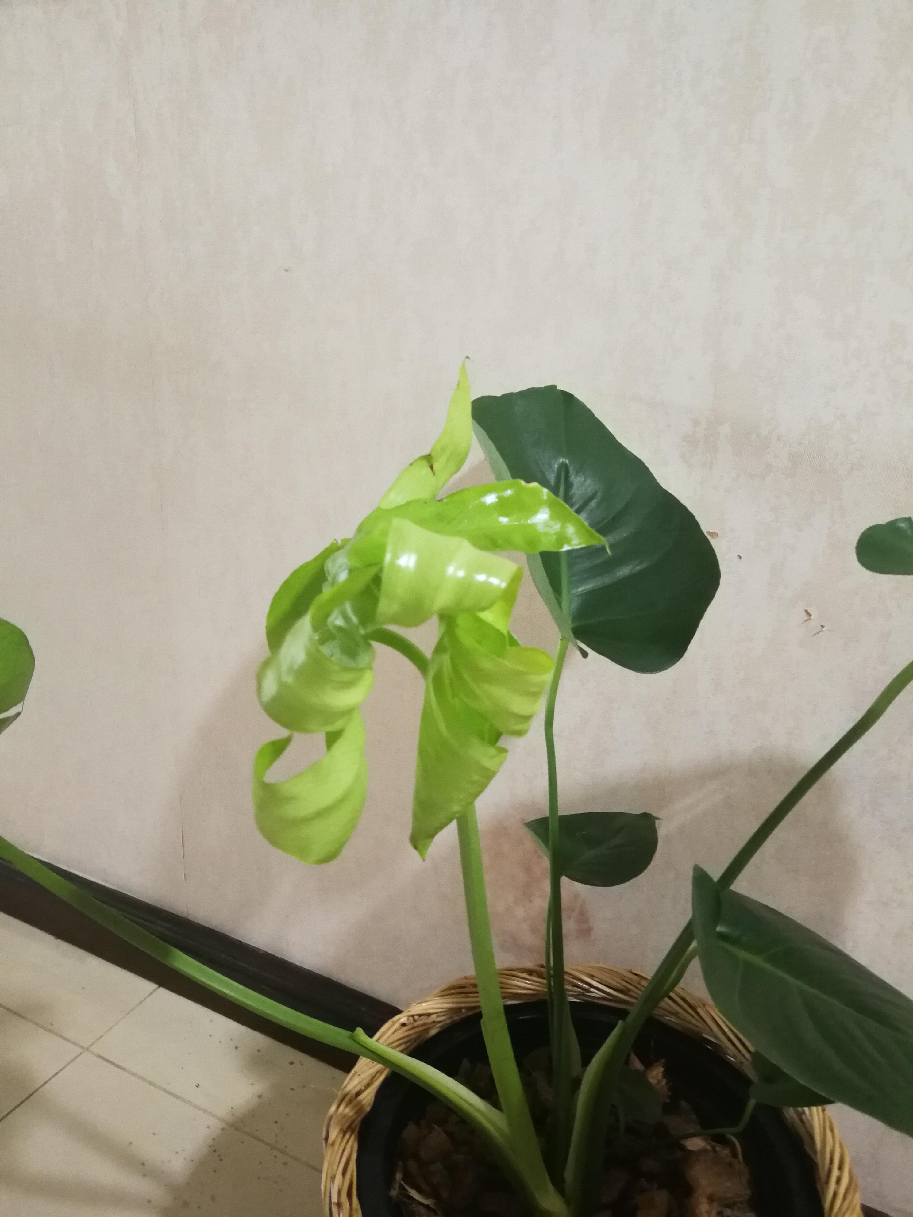 What should i do? My monstera leaf is abnormal r/plantclinic