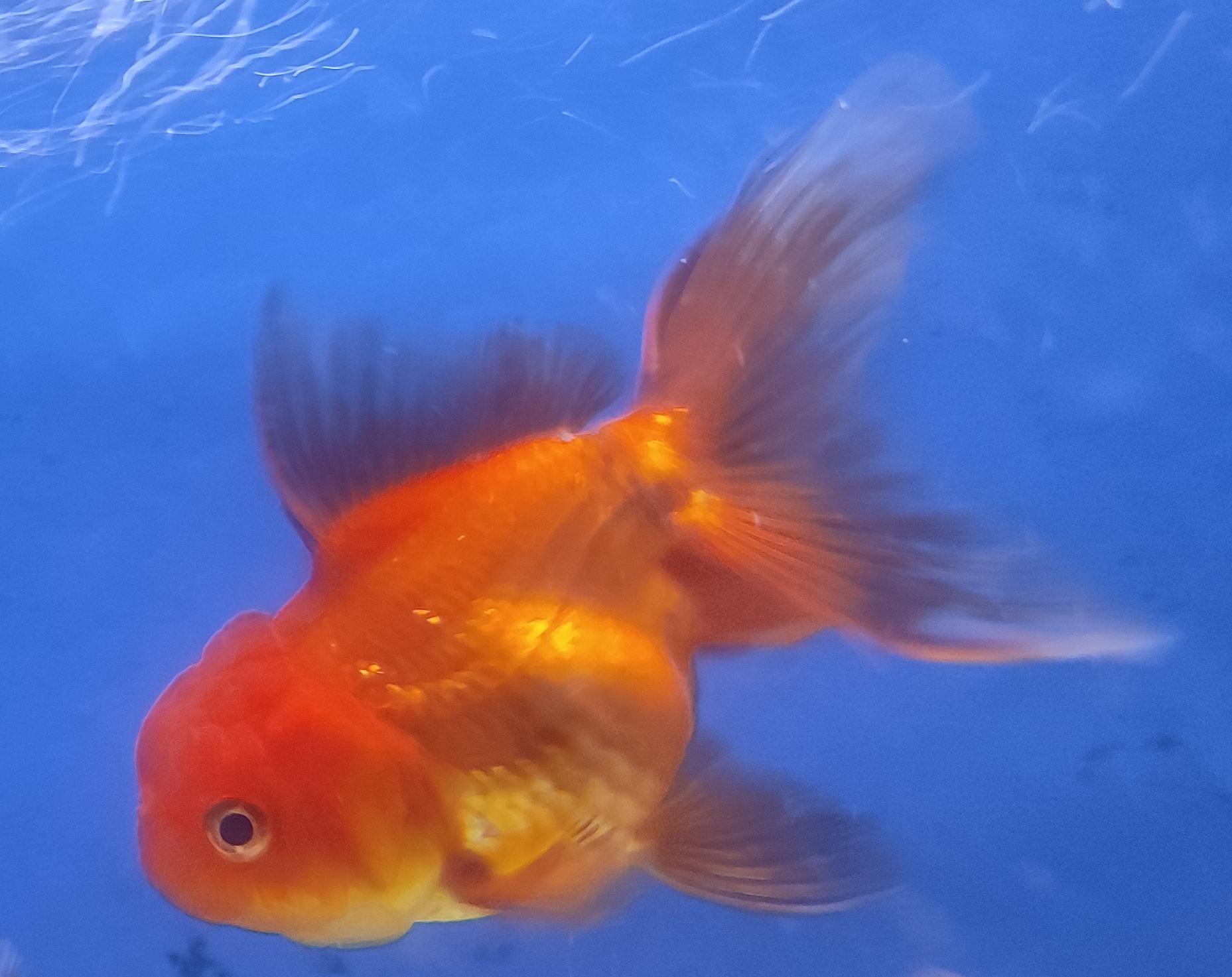 Fins turning black. Please advise. r/Goldfish