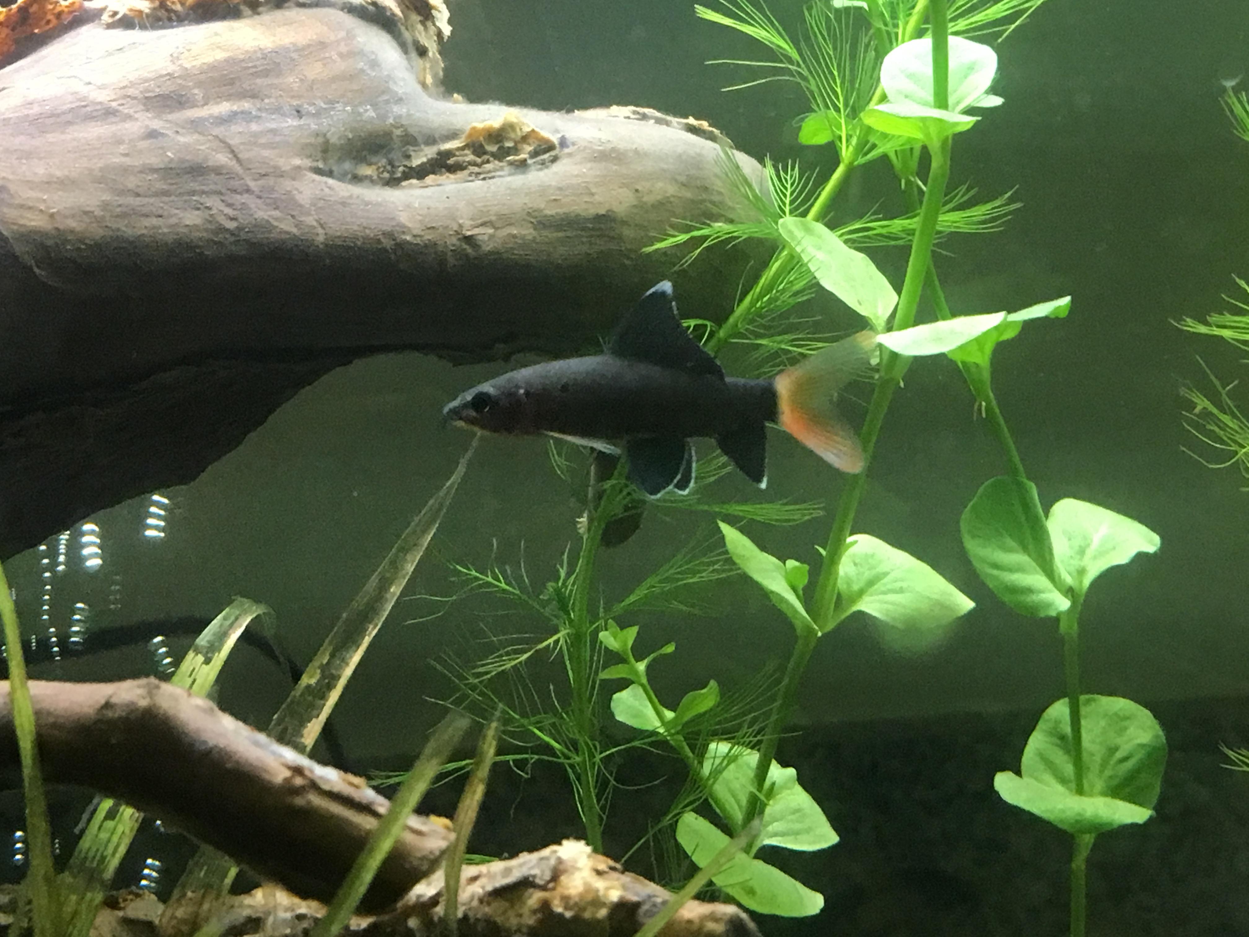Just a couple hours out of the small Petsmart tank Bala shark tank and