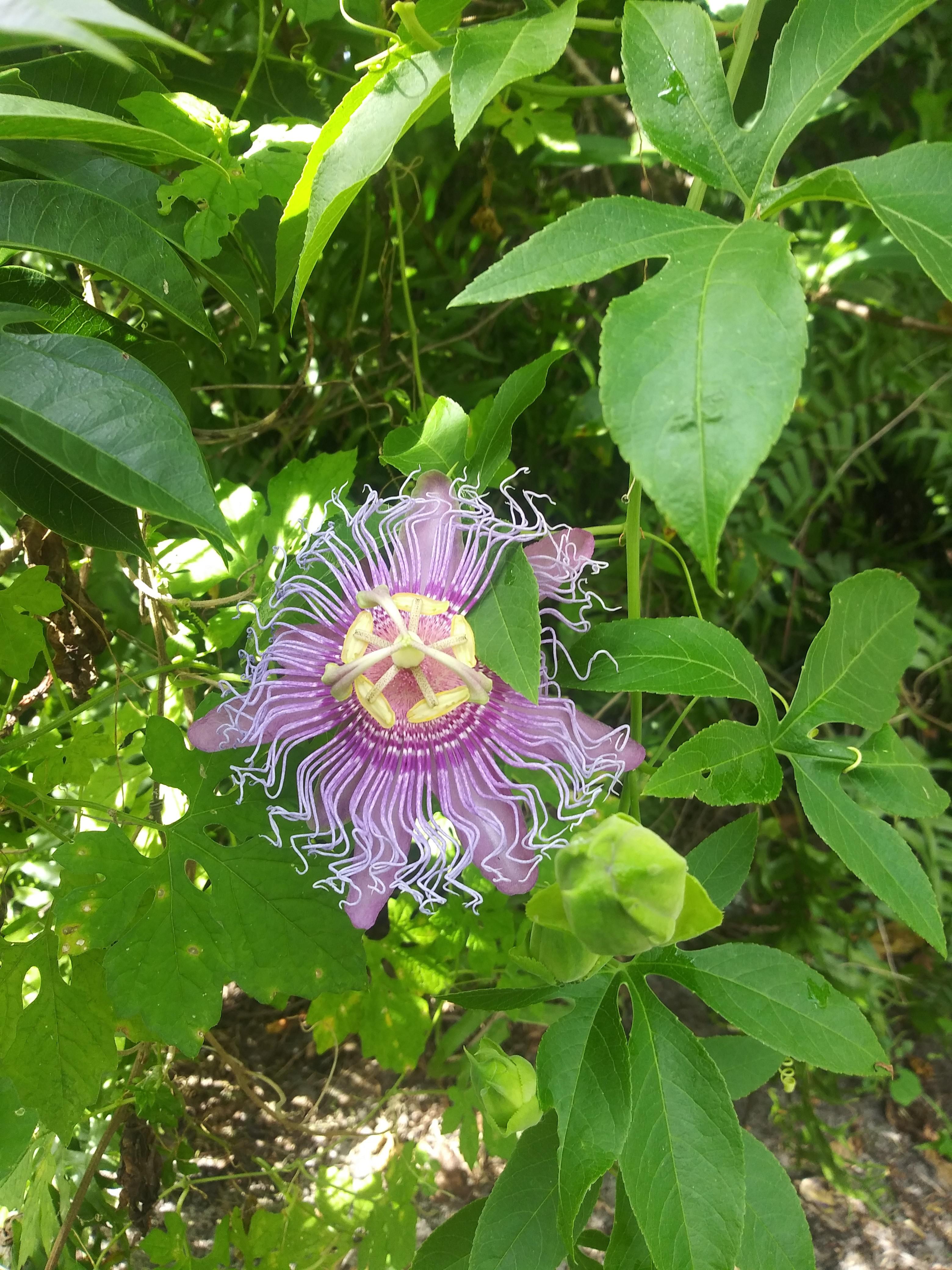 A flower in my mom's yard in central Florida. r/whatsthisplant