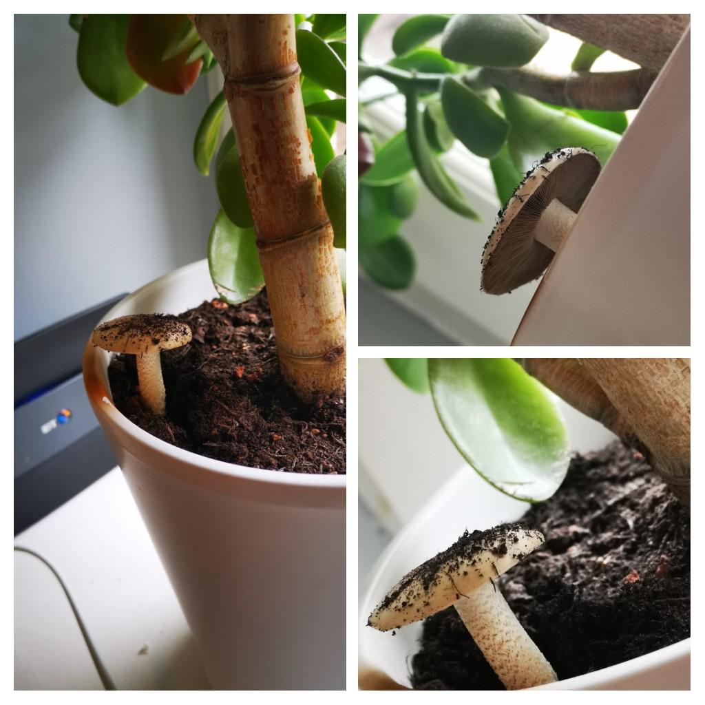 This mushroom grew in my jade plant (I think overnight last night). The