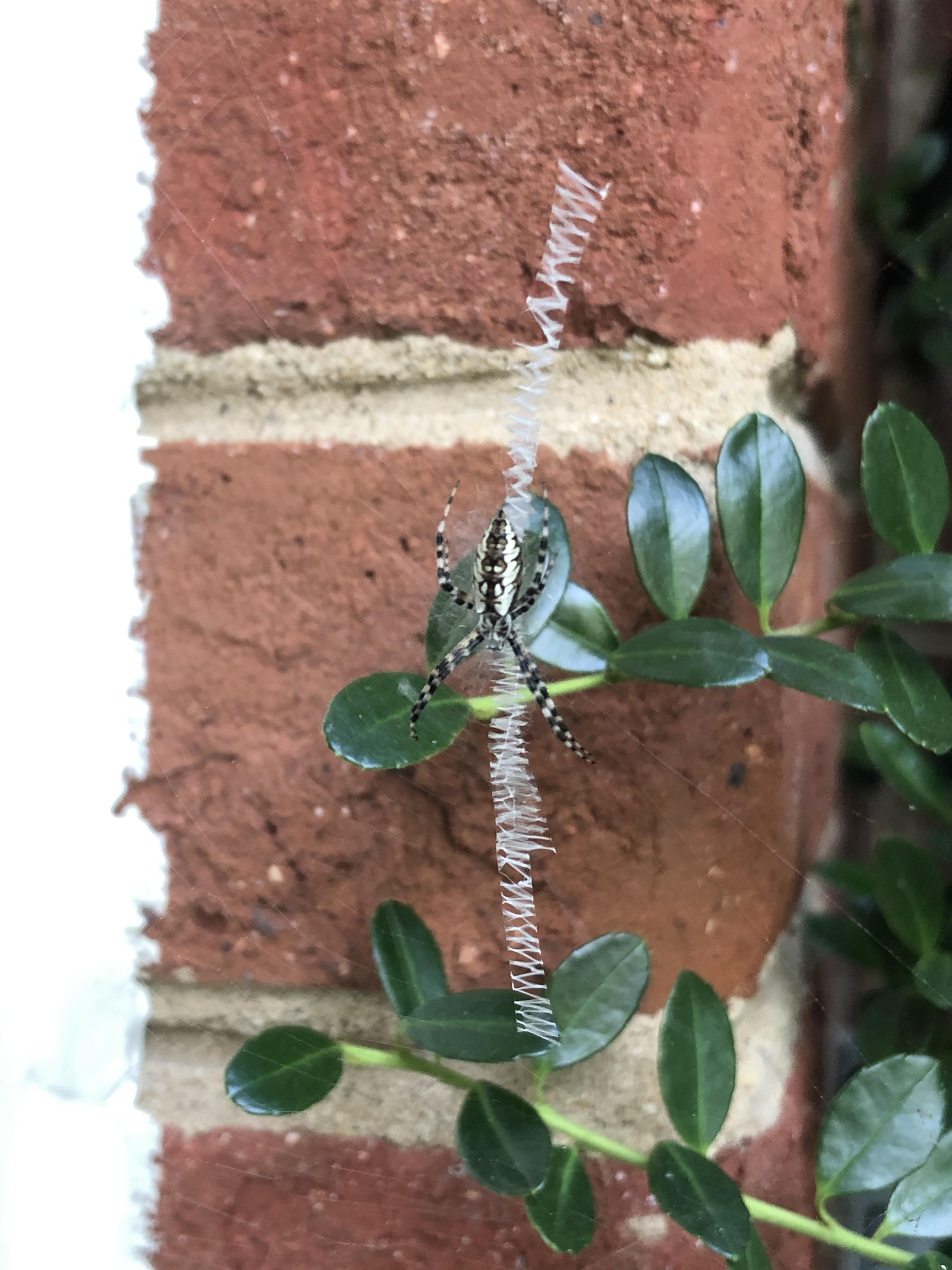 Found this interesting spider with a zigzag web. Anyone know what it