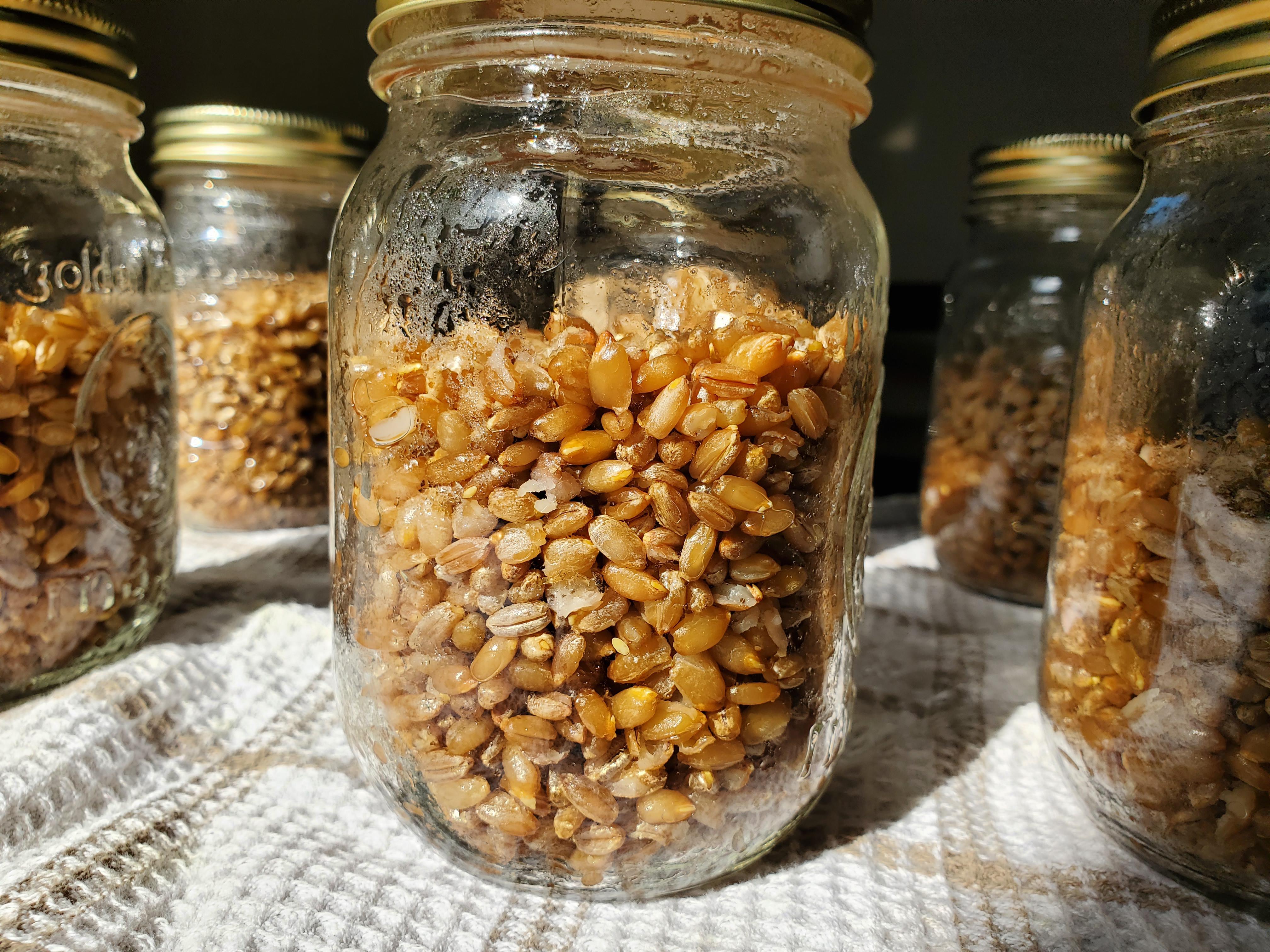 First time! Does my grain spawn look too wet? r/shroomers