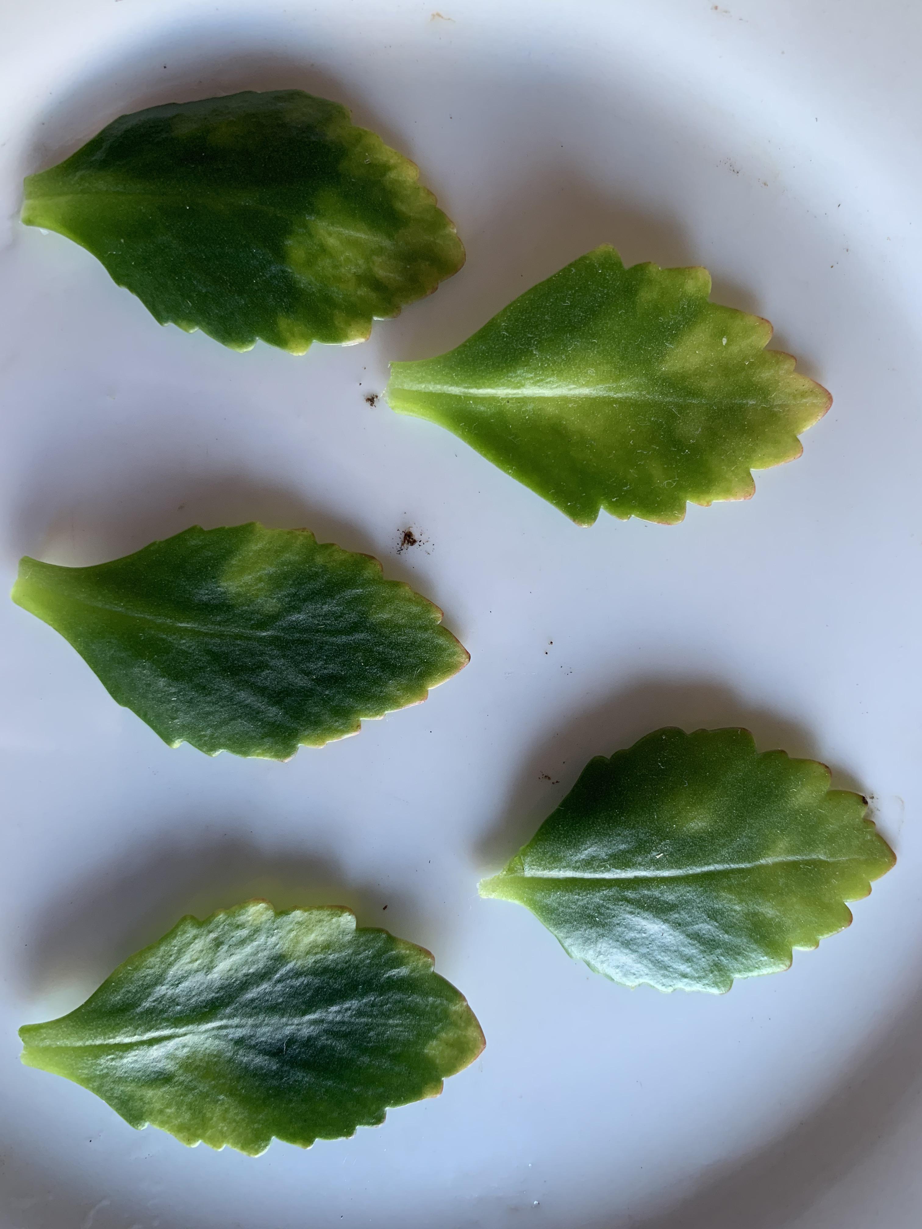 Kalanchoe spots? It either a disease or overwatering what do you guys