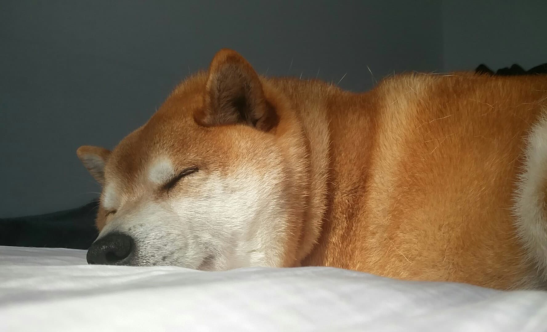 Neck rolls r/shiba