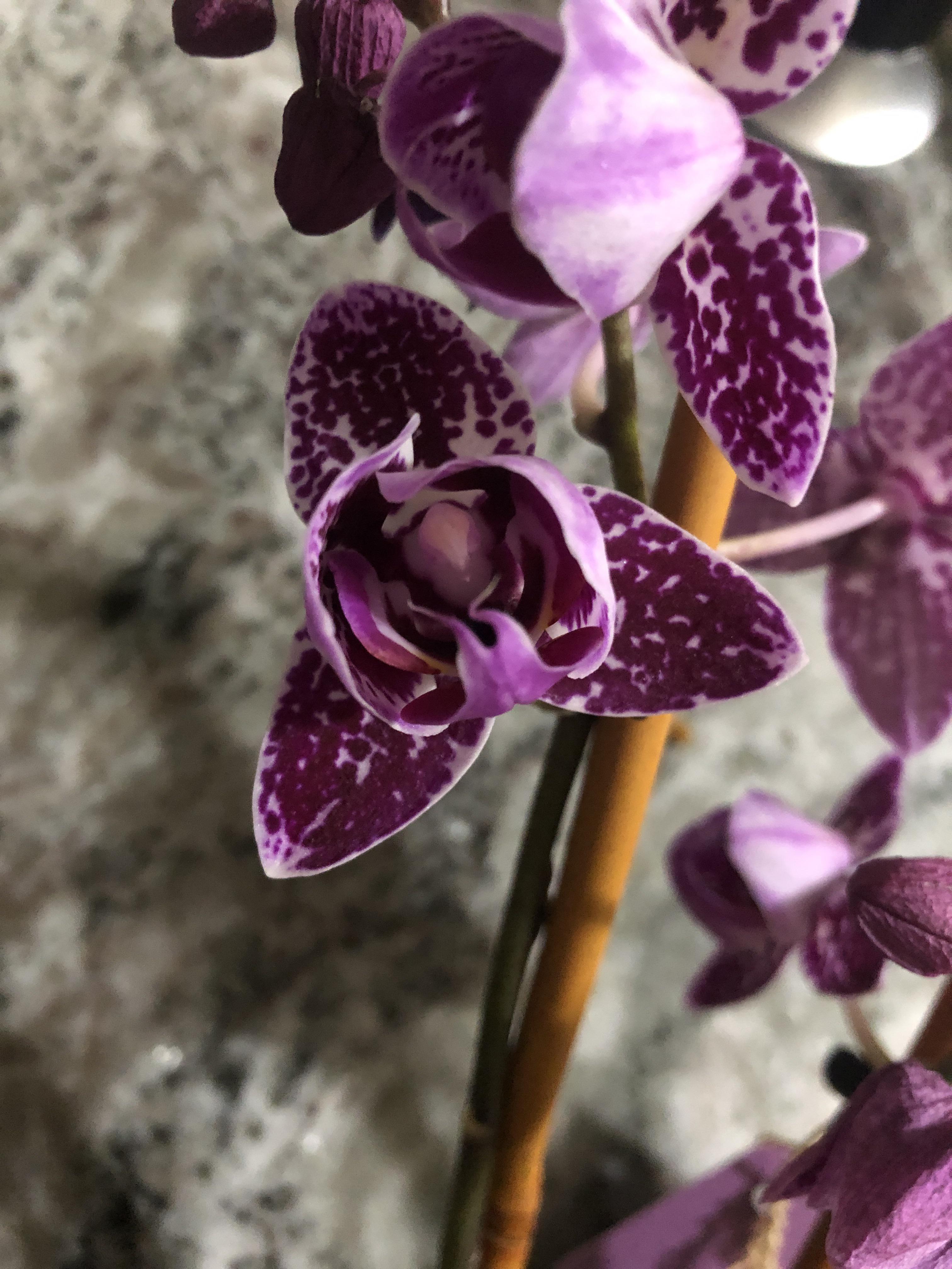 I found a peloric orchid at Kroger! r/orchids