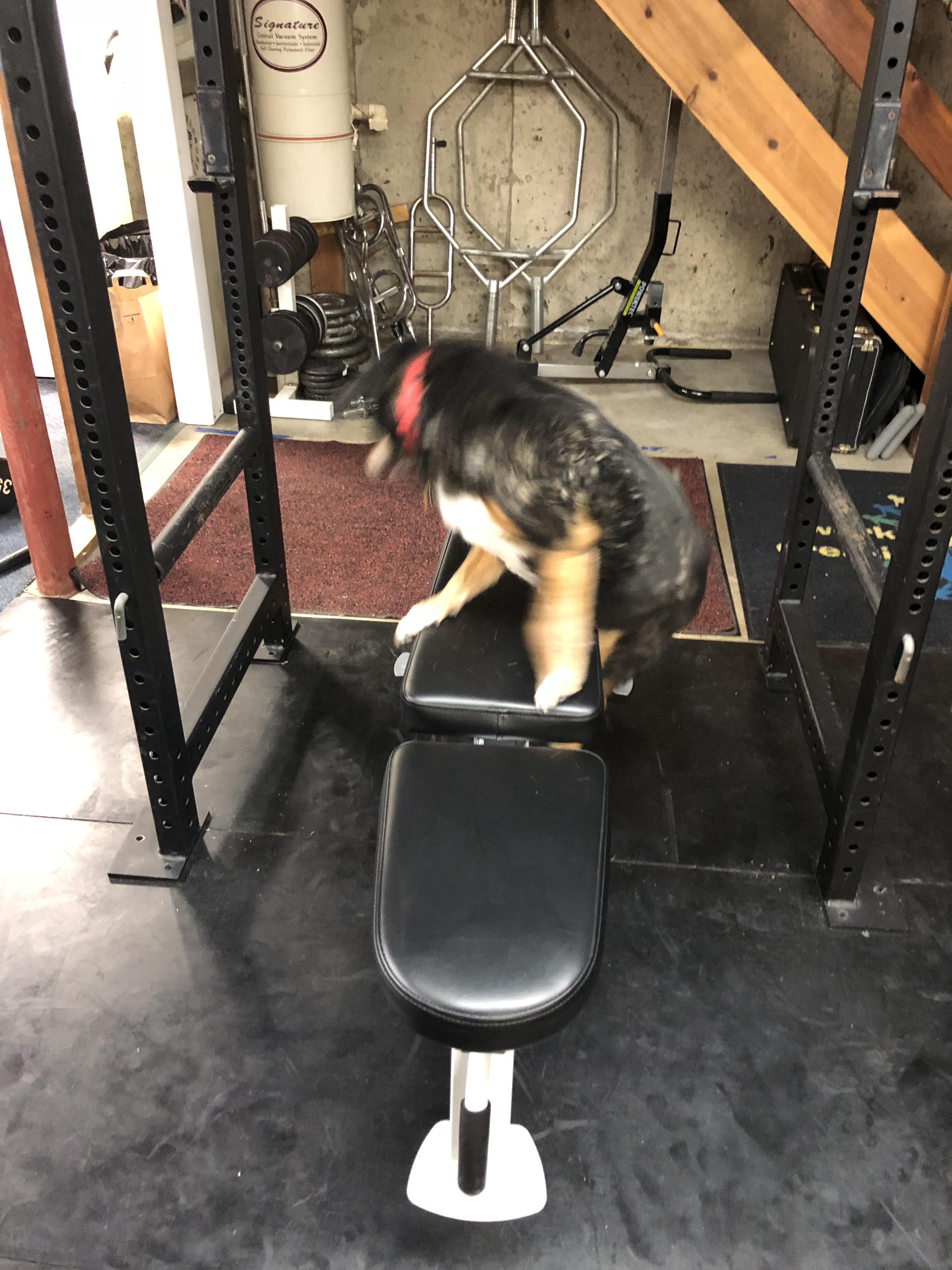 Tried putting my dog on my bench and taking a picture of him. He fell