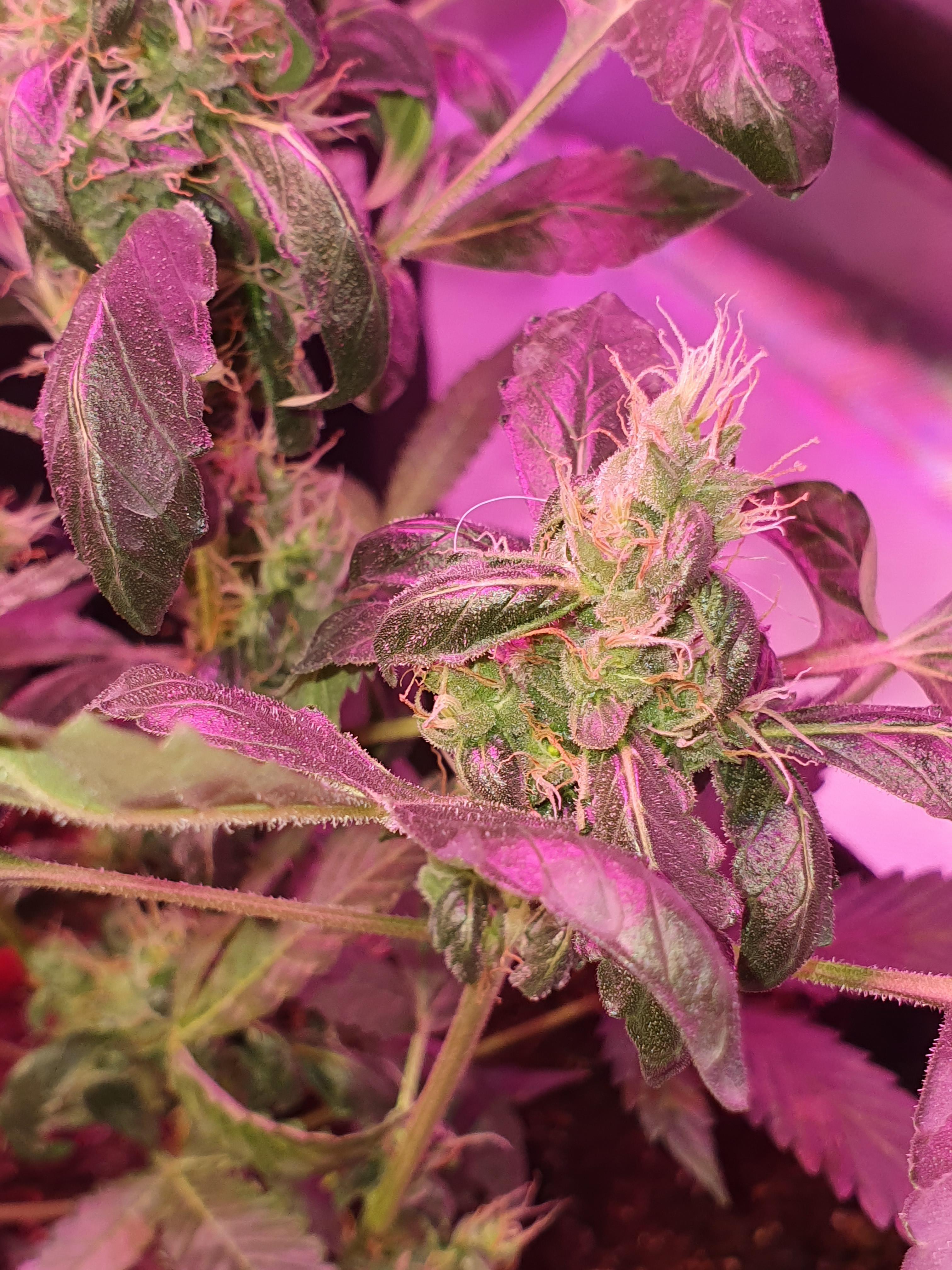 Can an auto produce seeds after high temp stress, but no contact with