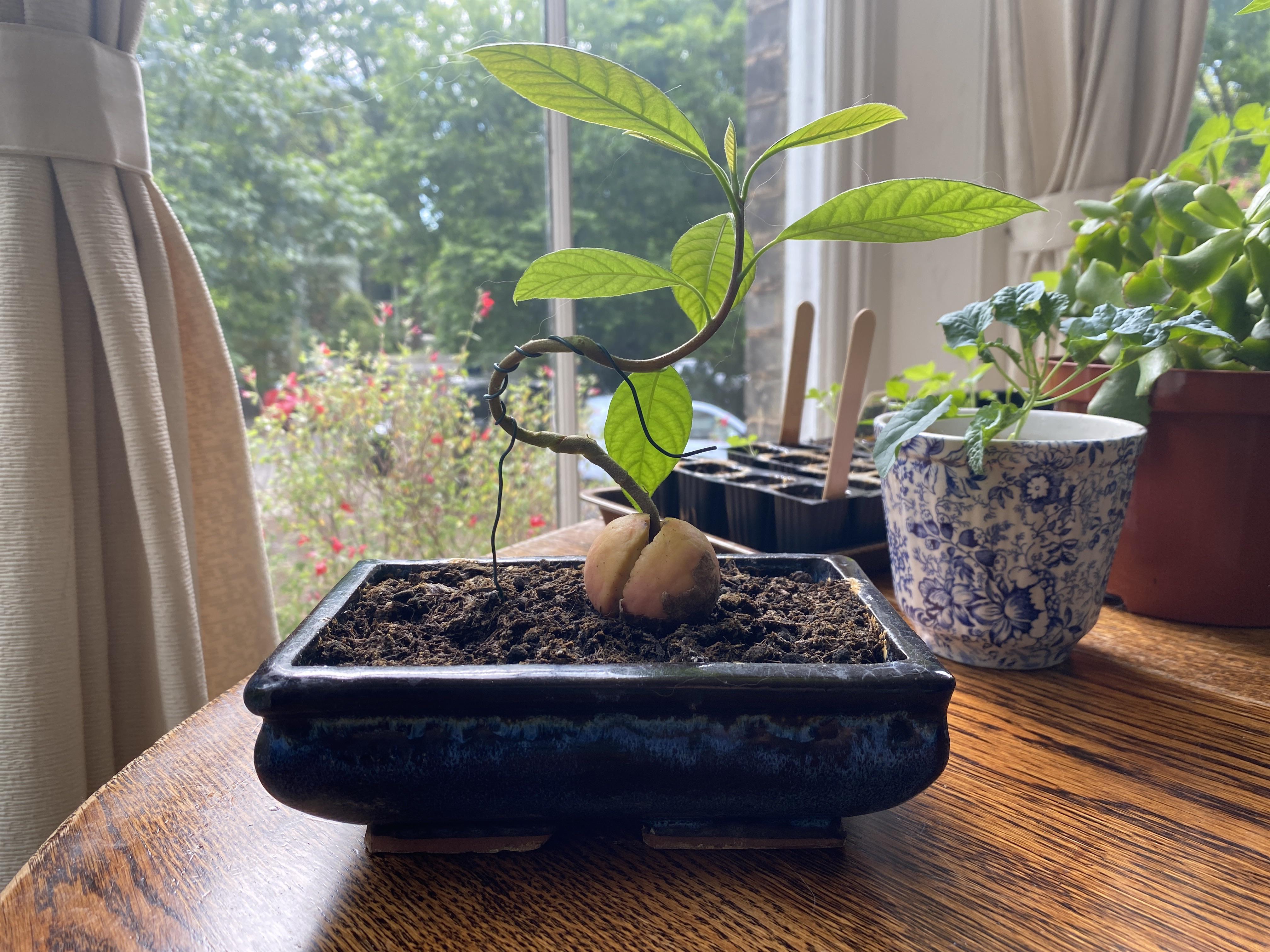 Avocado bonsai... am I wasting my life? r/Bonsai