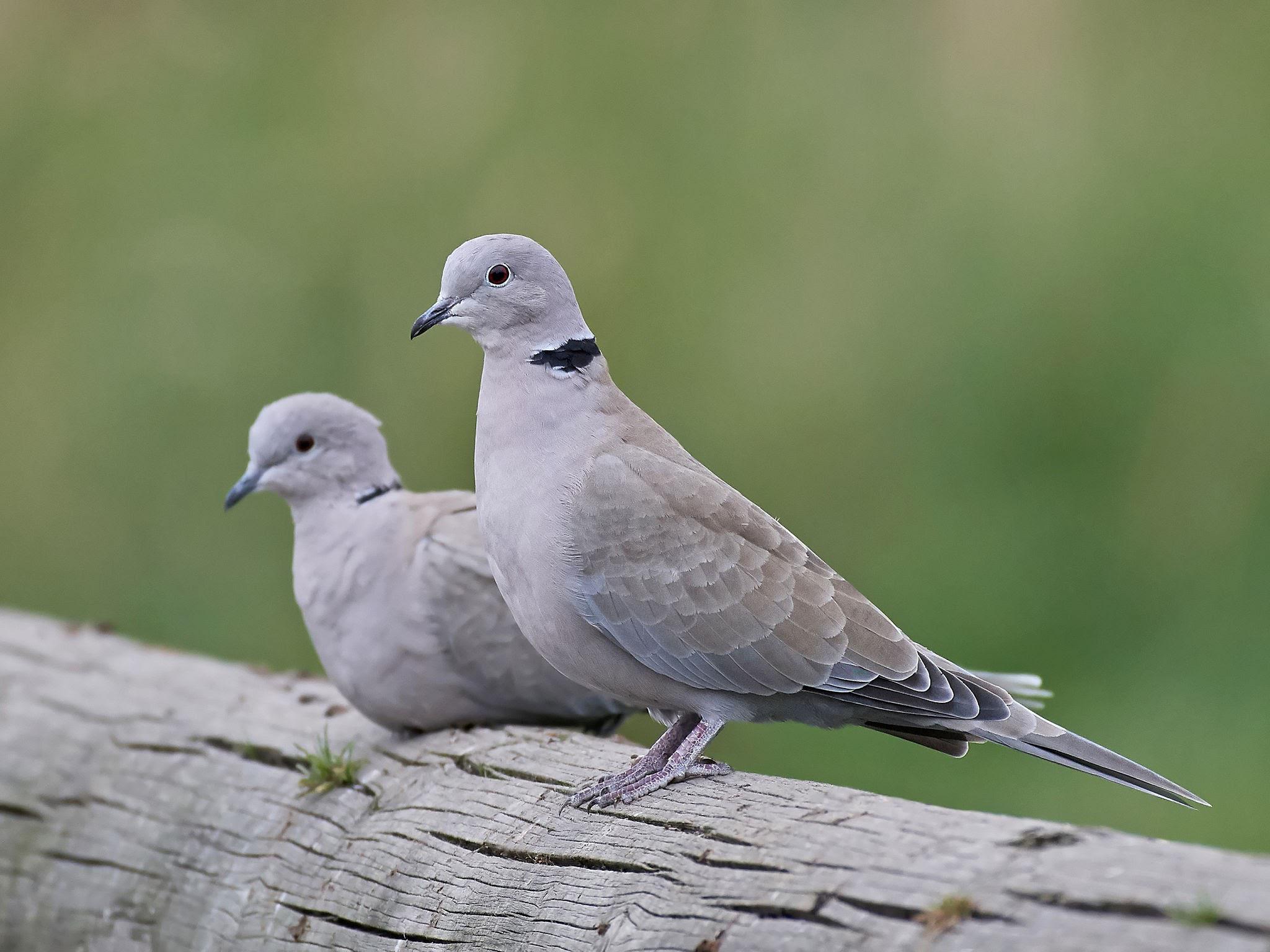 Anyone have any tips/locations for hunting Eurasian collared doves, in