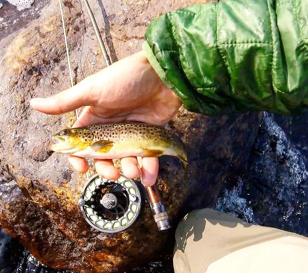 Hudson River brown trout. r/flyfishing