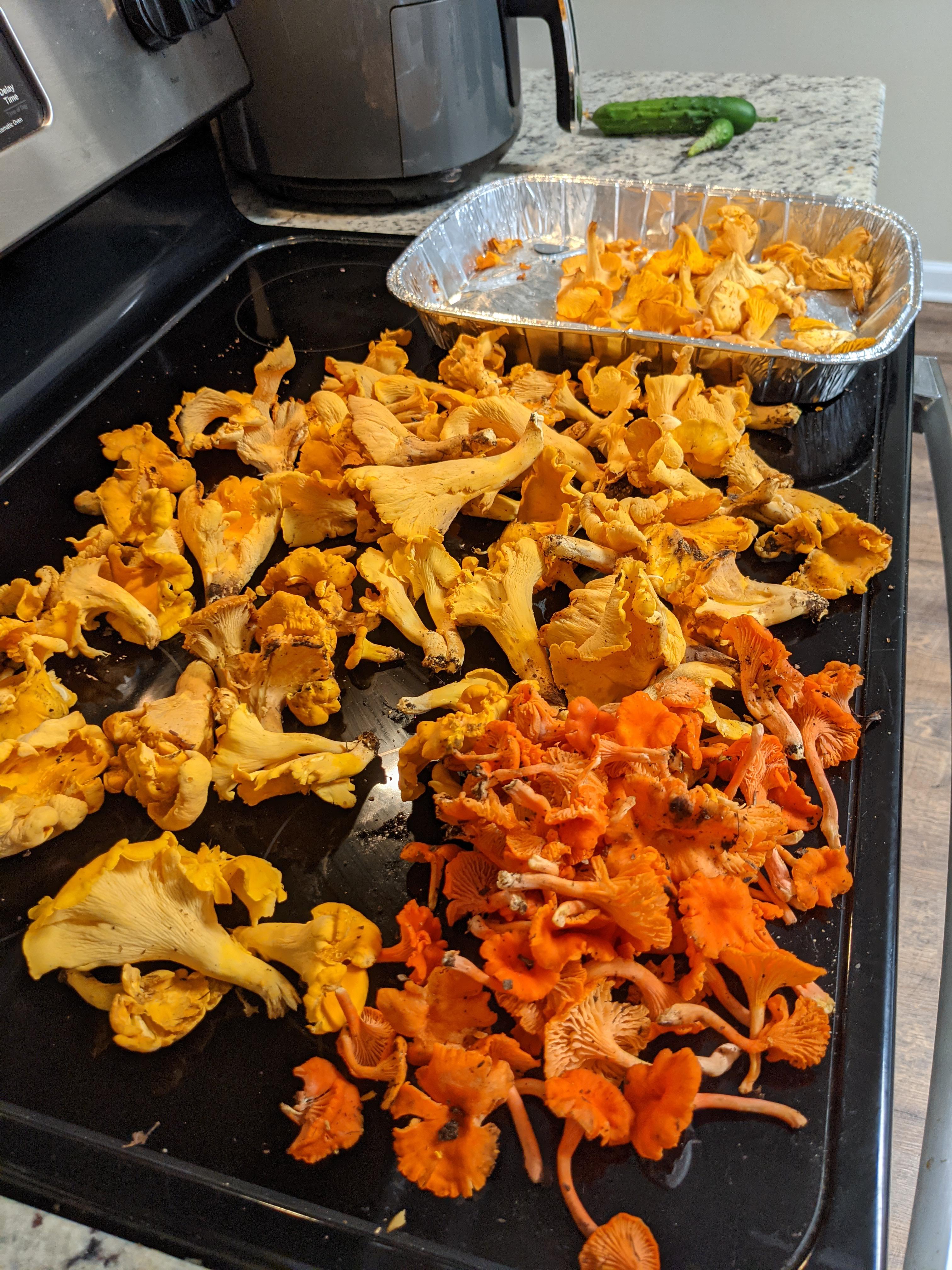 Chanterelles in r/Mushrooms