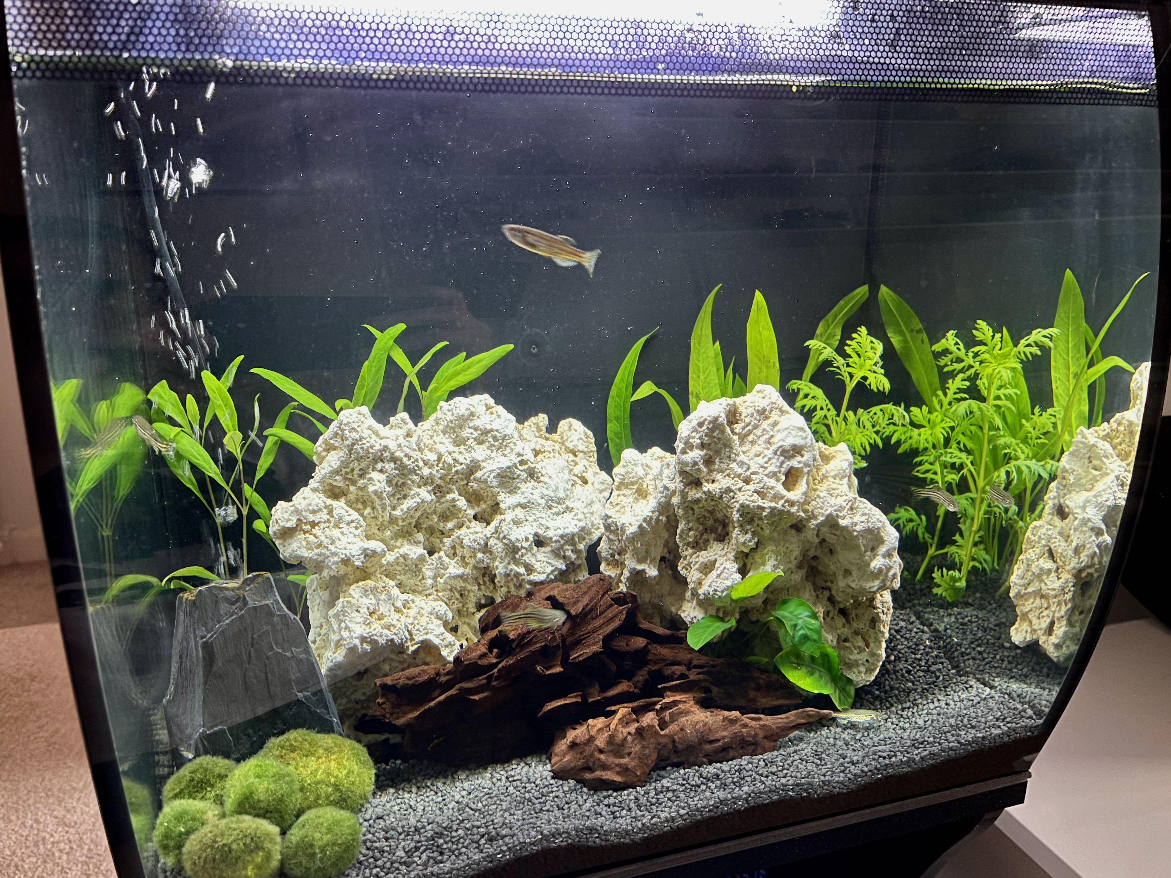 Switched from plastic to live plants, and I love them already! r